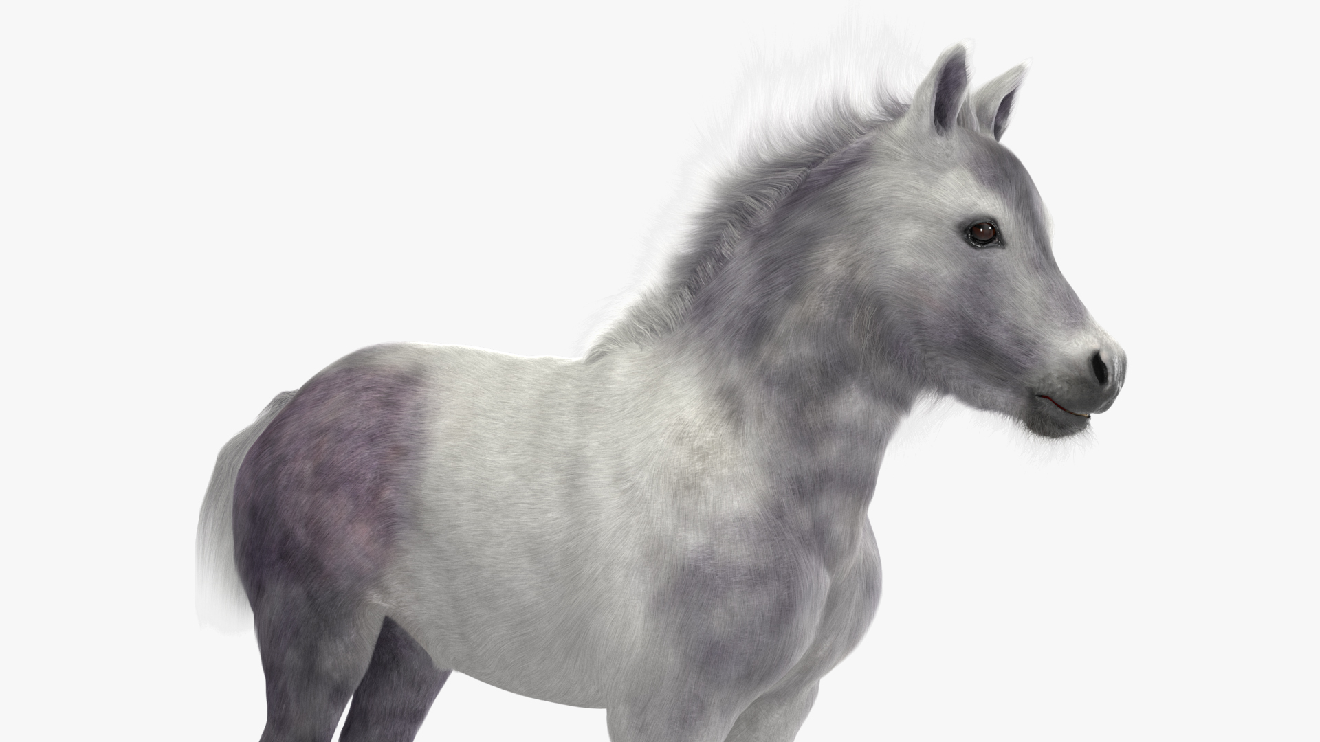 3D model Shetland Pony White Fur Rigged