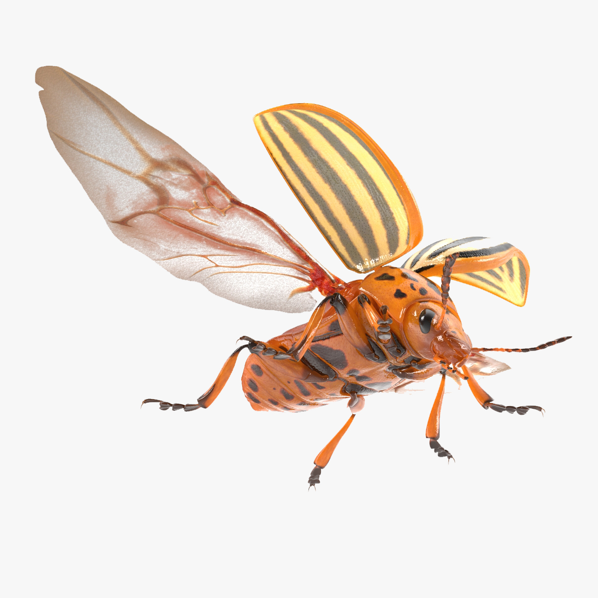 3D model Colorado Potato Beetle 2 Rigged for Maya