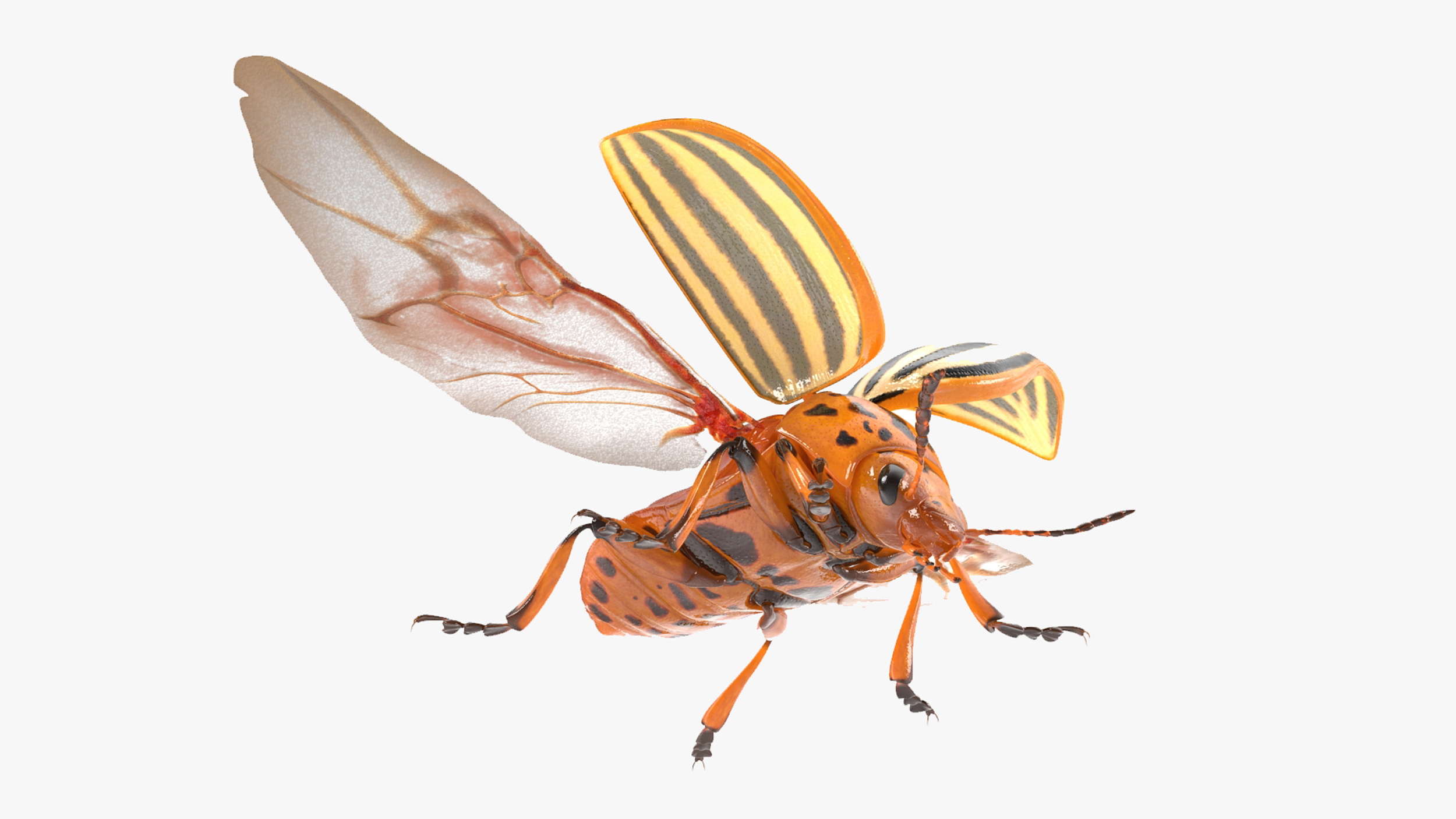 3D model Colorado Potato Beetle 2 Rigged for Maya
