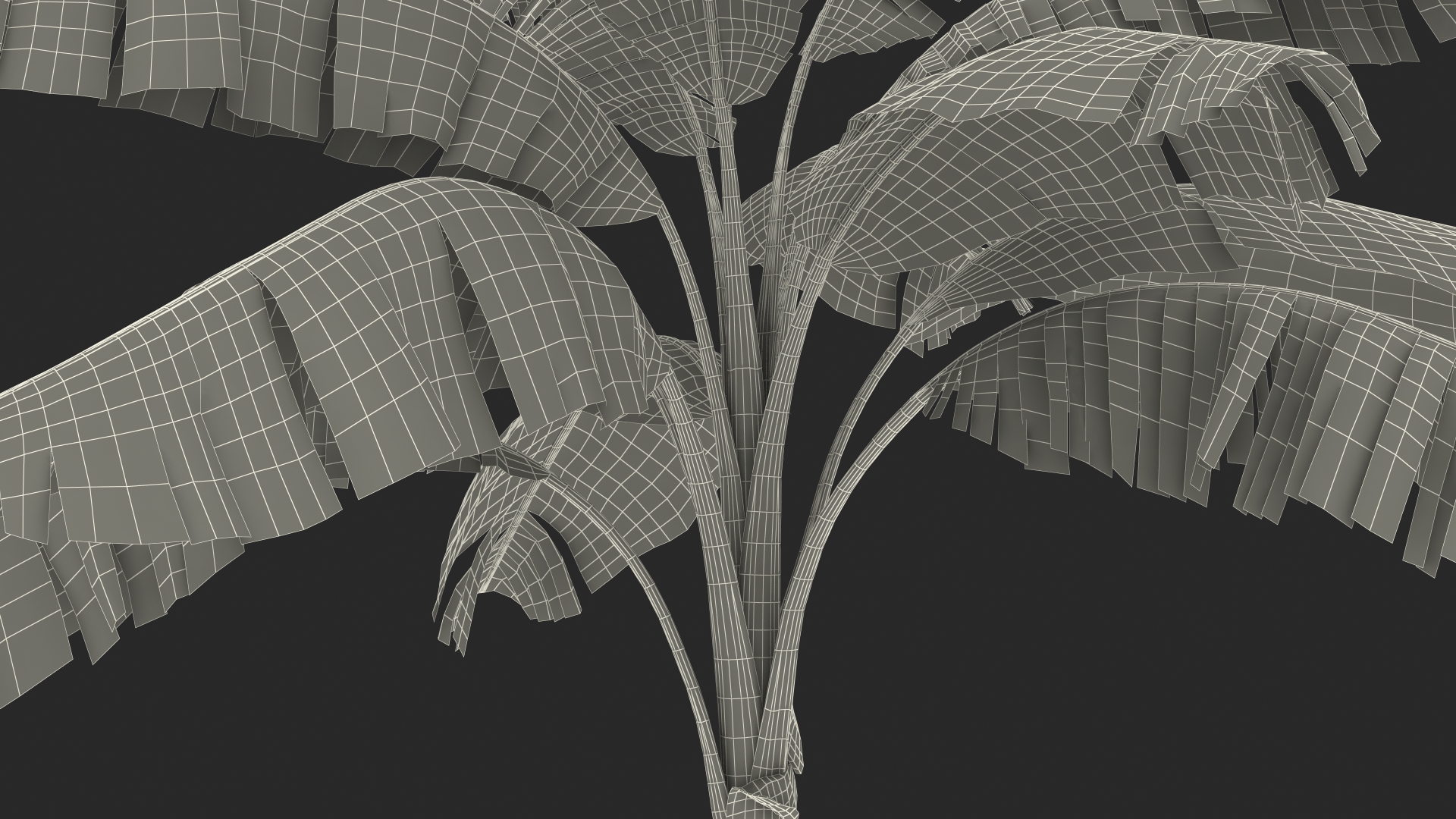3D Tall Banana Tree