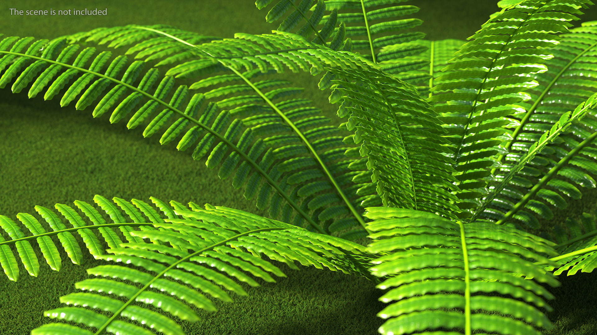 Tropical Fern Plant 3D model