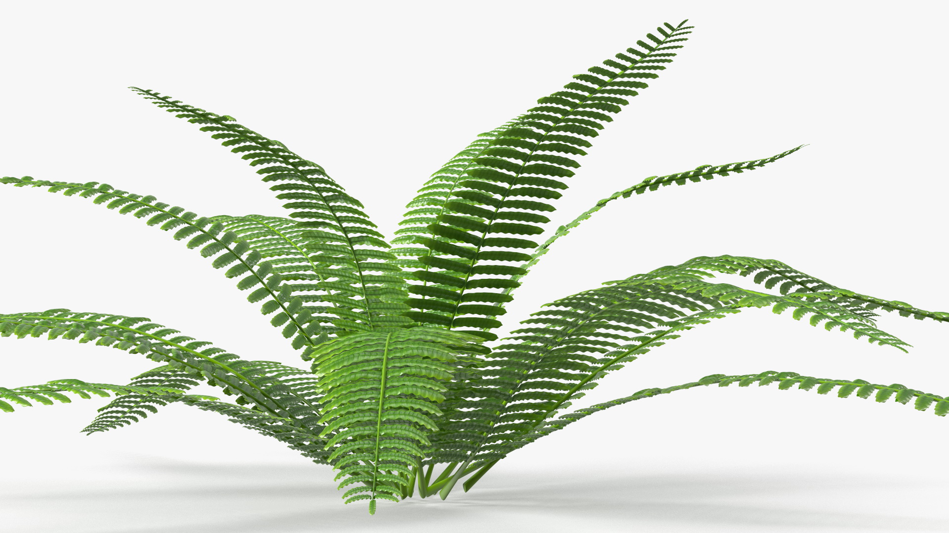 Tropical Fern Plant 3D model