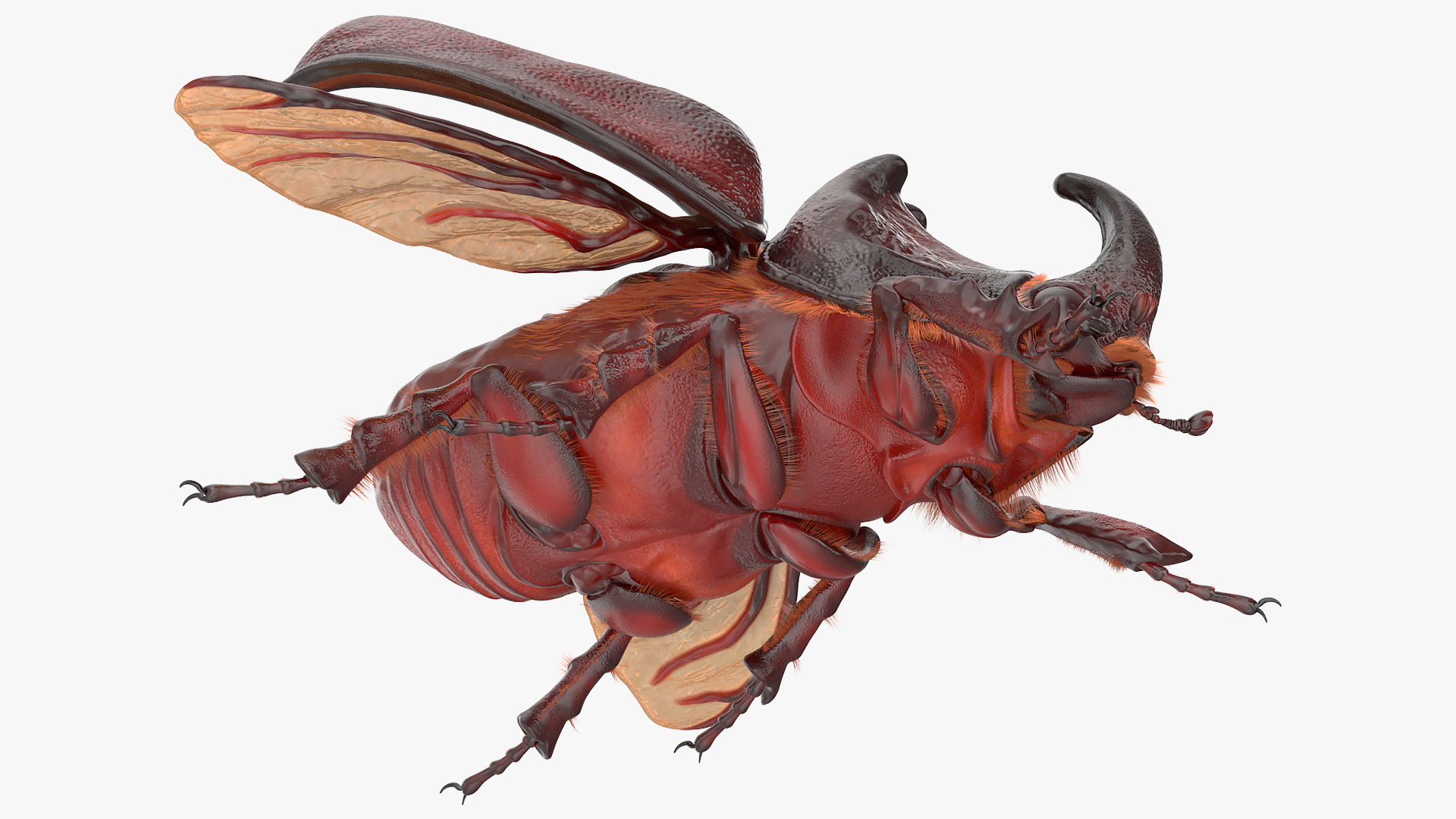 3D model Oryctes Nasicornis Rhinoceros Beetle with Fur
