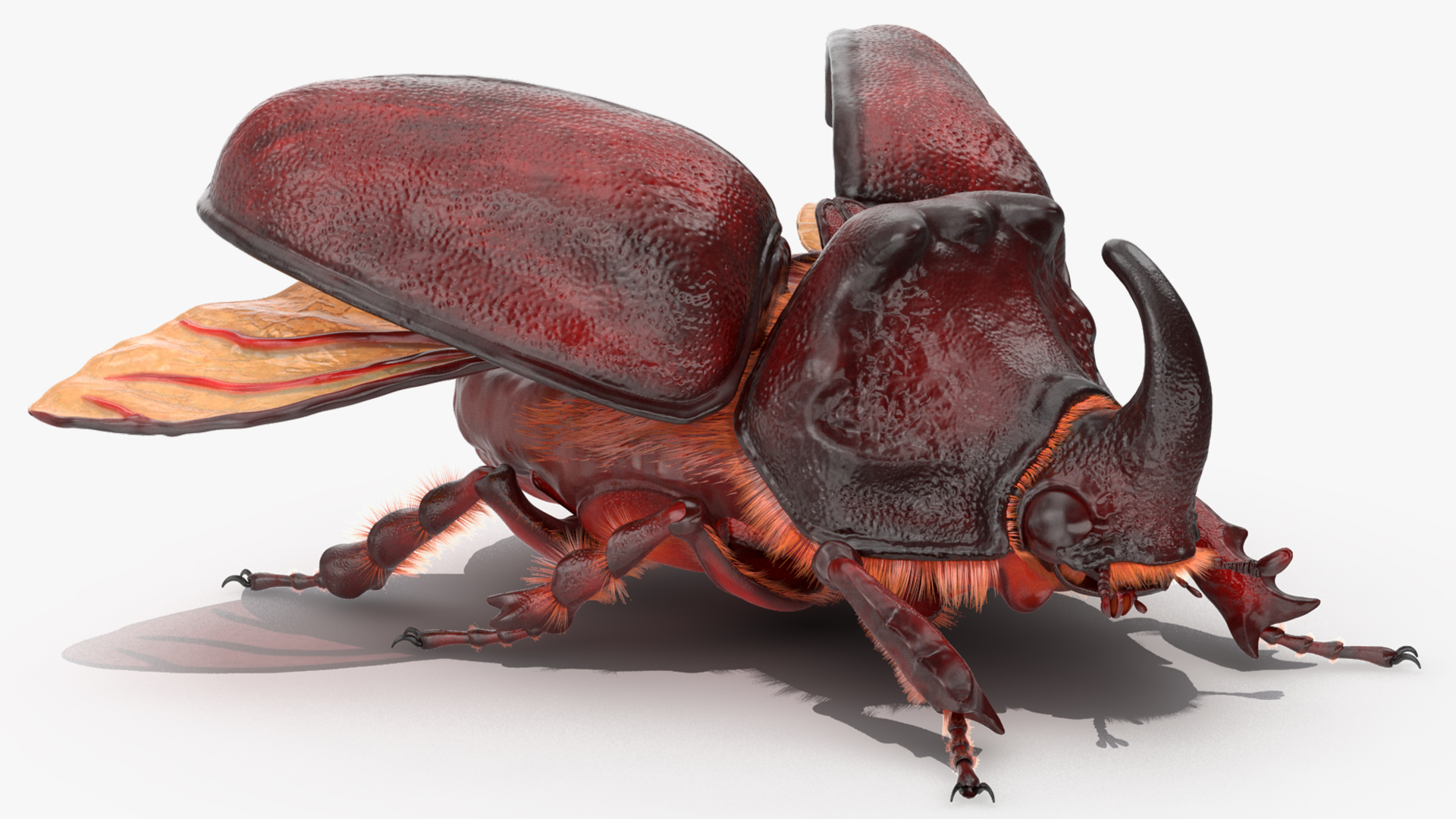 3D model Oryctes Nasicornis Rhinoceros Beetle with Fur
