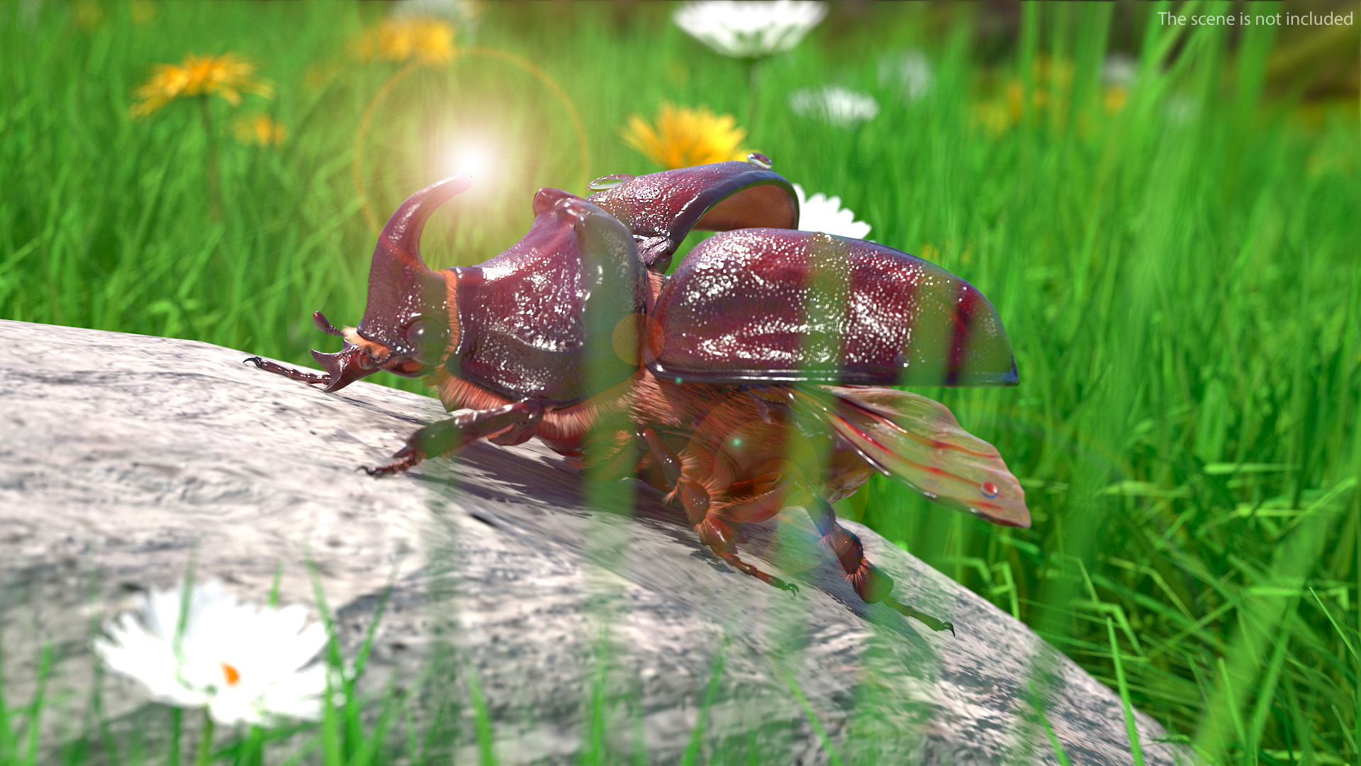 3D model Oryctes Nasicornis Rhinoceros Beetle with Fur