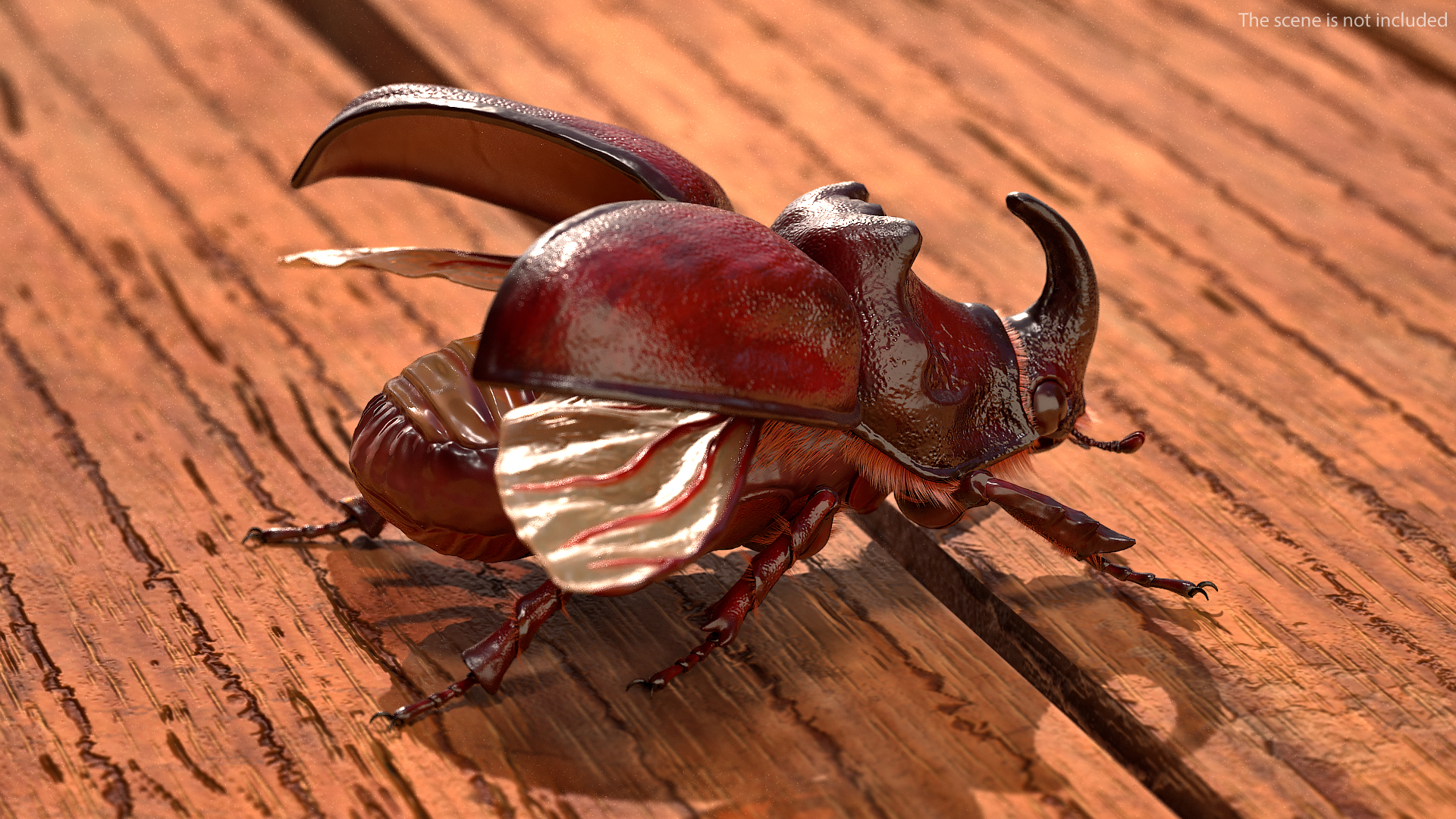 3D model Oryctes Nasicornis Rhinoceros Beetle with Fur