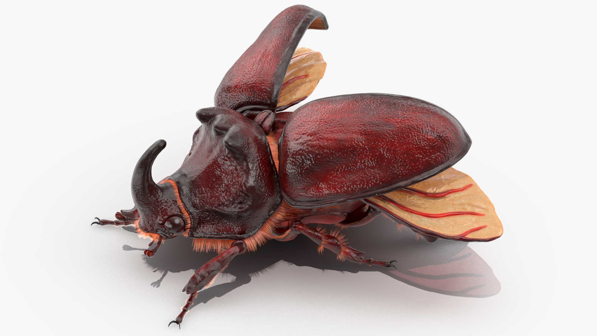 3D model Oryctes Nasicornis Rhinoceros Beetle with Fur