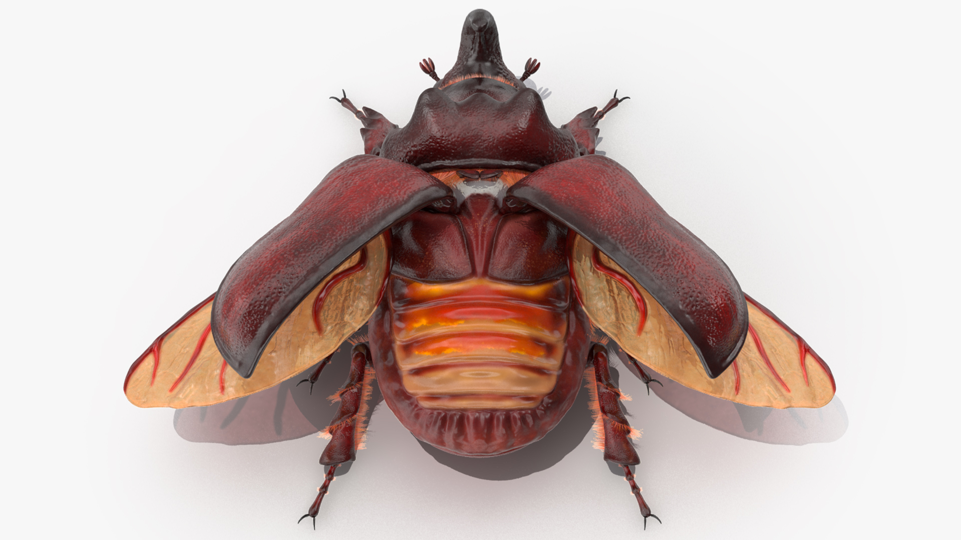 3D model Oryctes Nasicornis Rhinoceros Beetle with Fur
