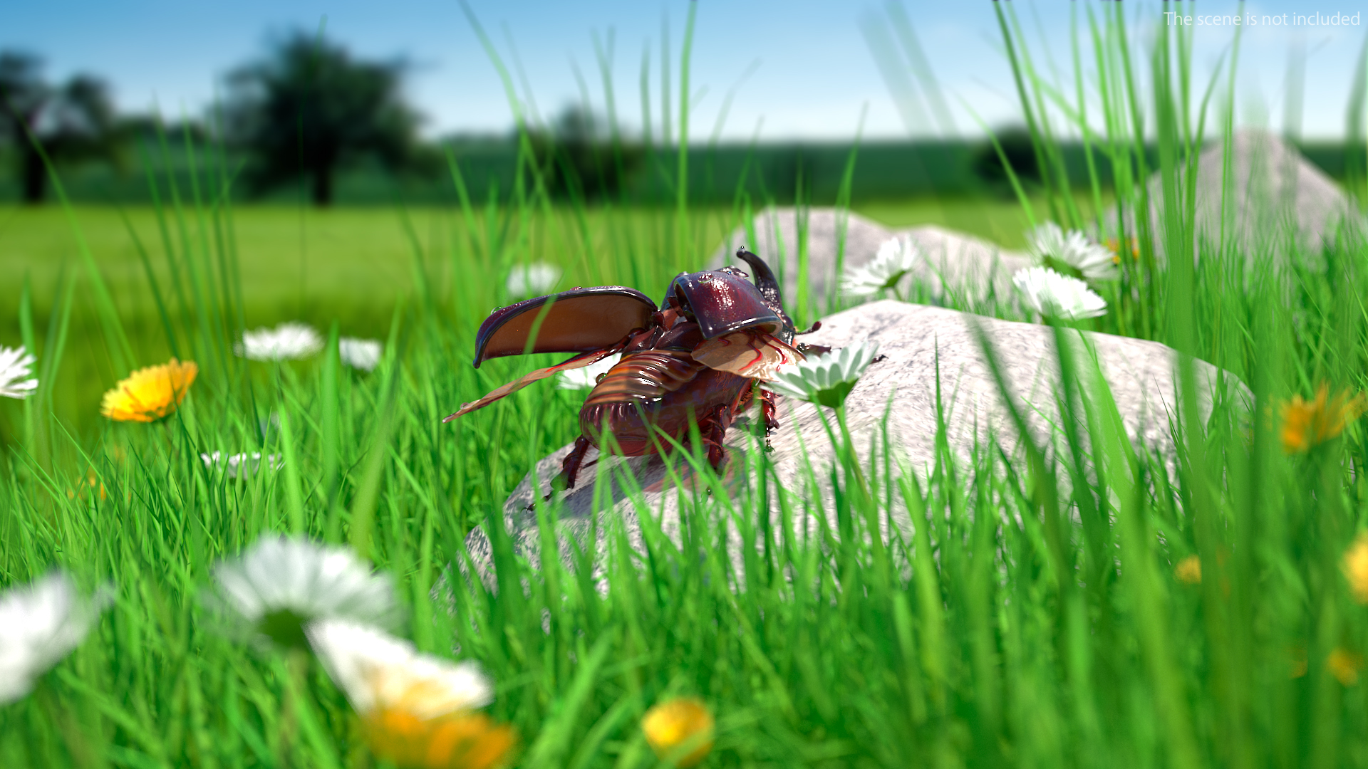 3D model Oryctes Nasicornis Rhinoceros Beetle with Fur
