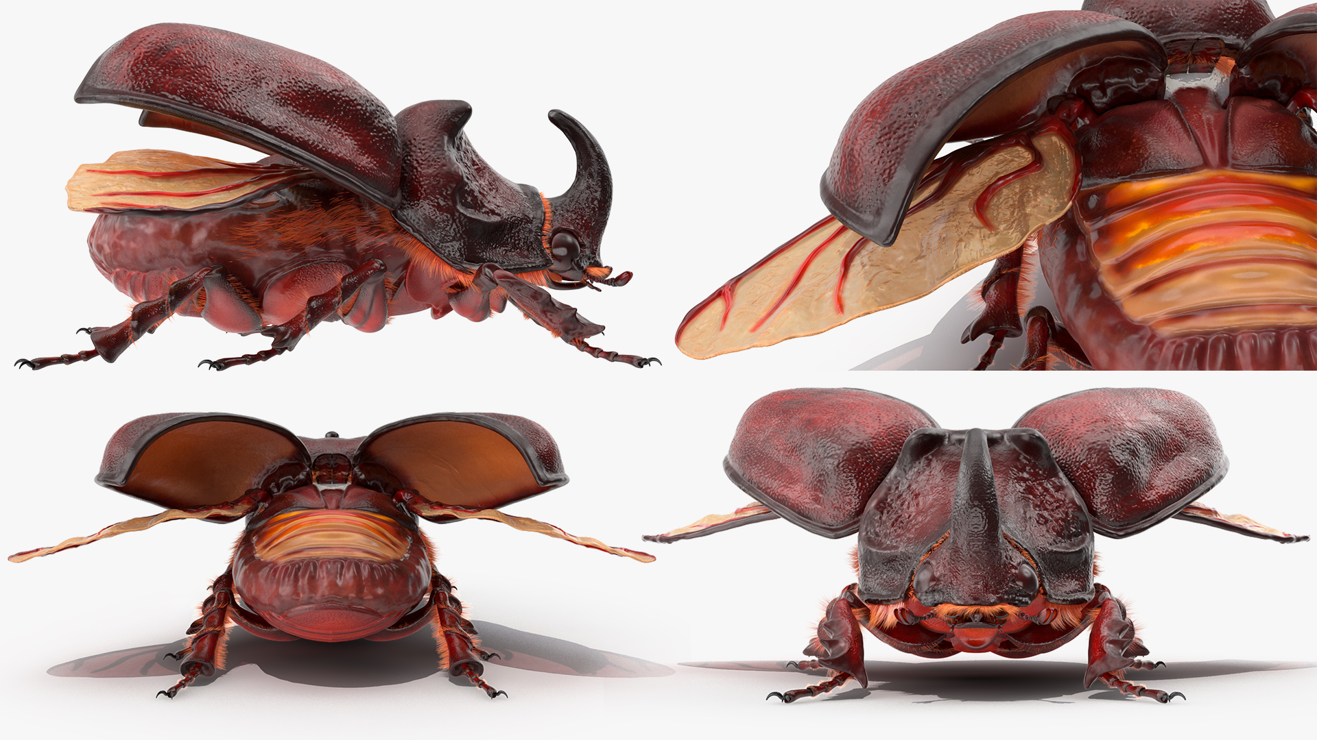 3D model Oryctes Nasicornis Rhinoceros Beetle with Fur