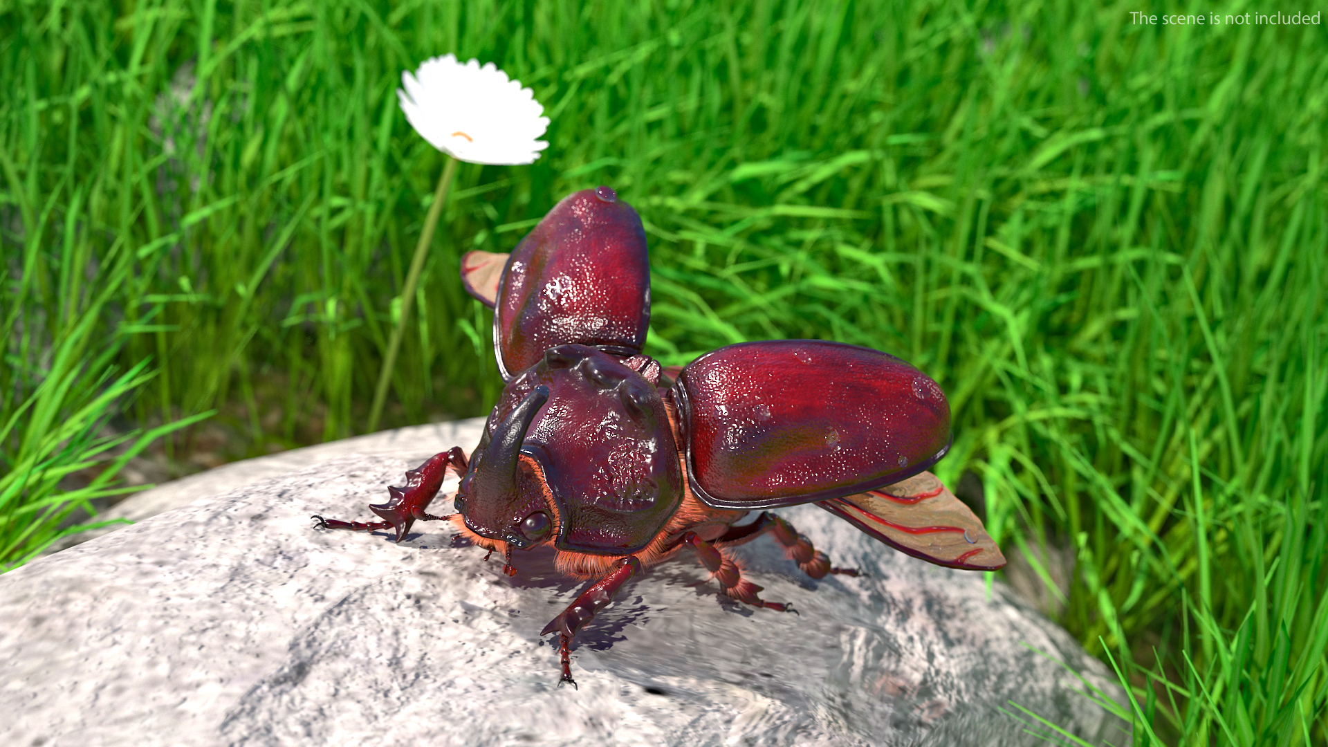 3D model Oryctes Nasicornis Rhinoceros Beetle with Fur
