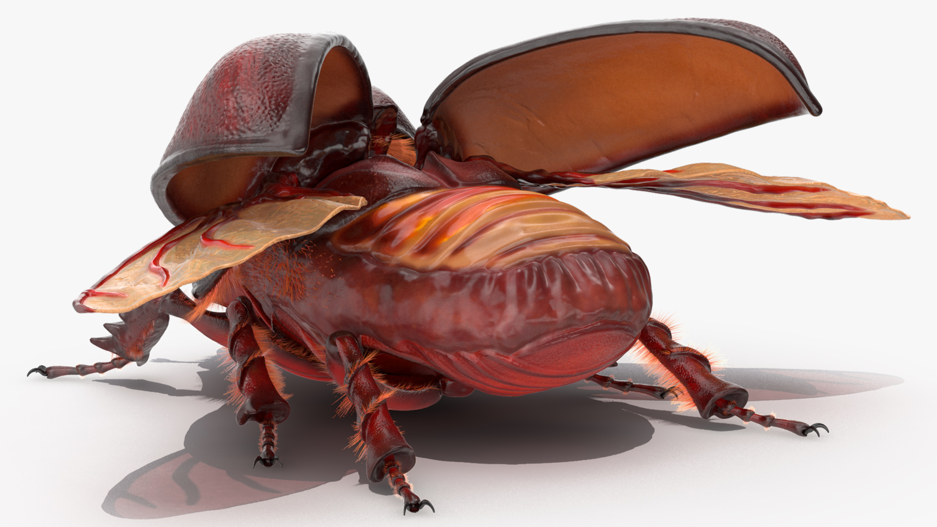 3D model Oryctes Nasicornis Rhinoceros Beetle with Fur