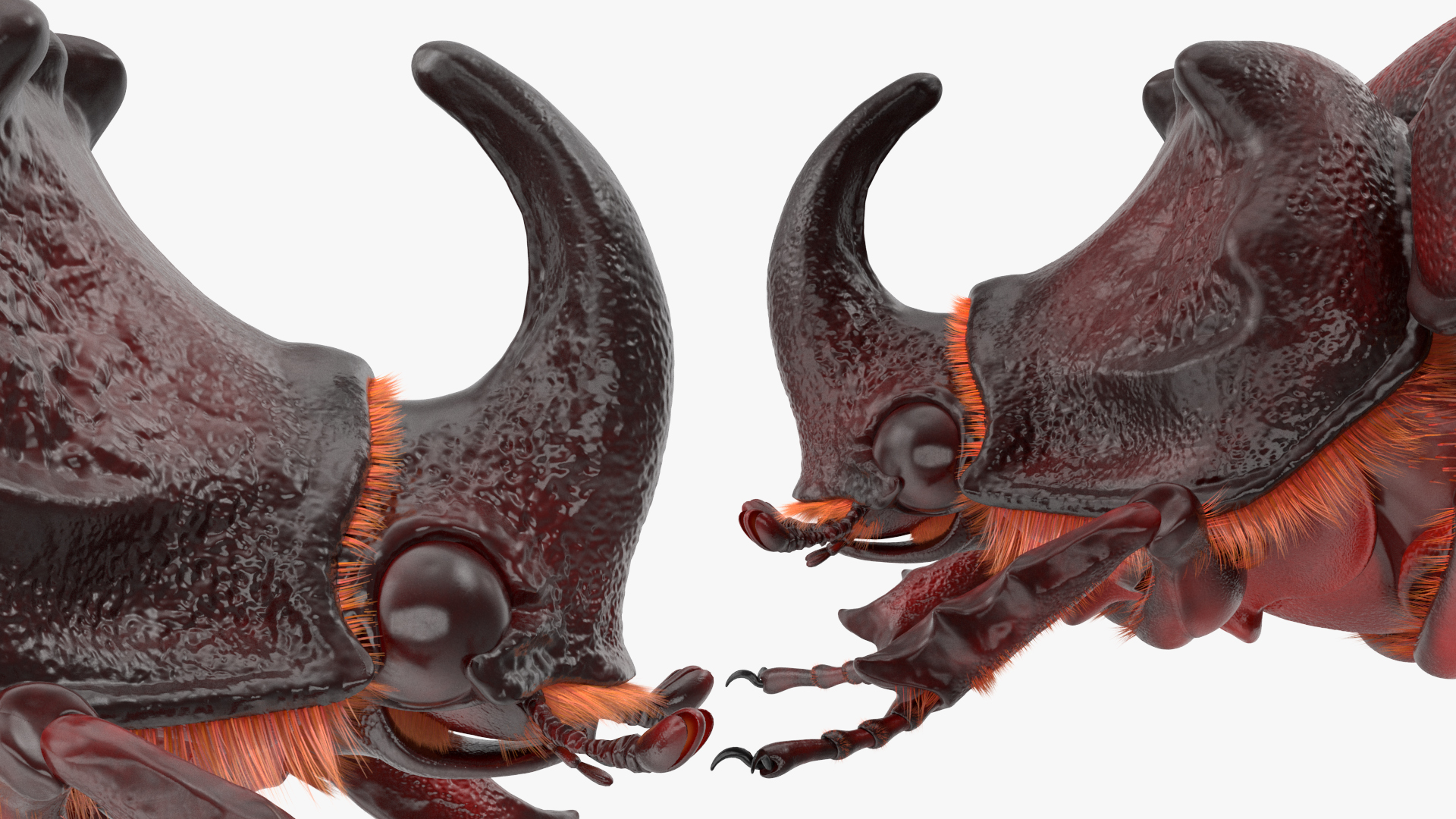 3D model Oryctes Nasicornis Rhinoceros Beetle with Fur