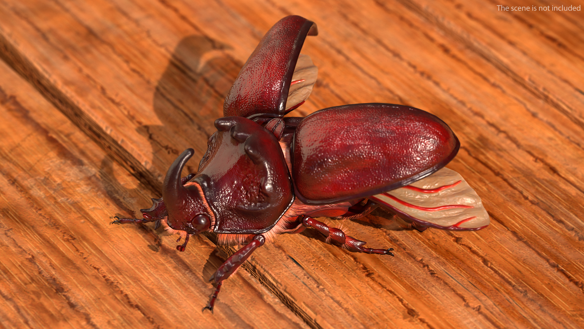 3D model Oryctes Nasicornis Rhinoceros Beetle with Fur