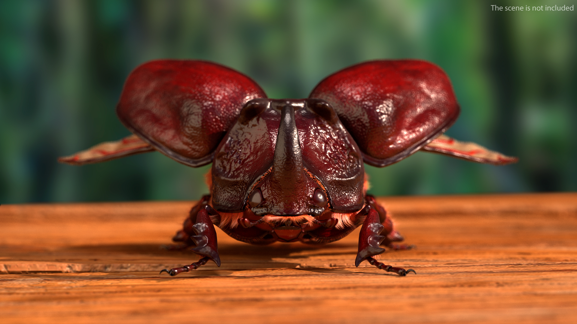 3D model Oryctes Nasicornis Rhinoceros Beetle with Fur