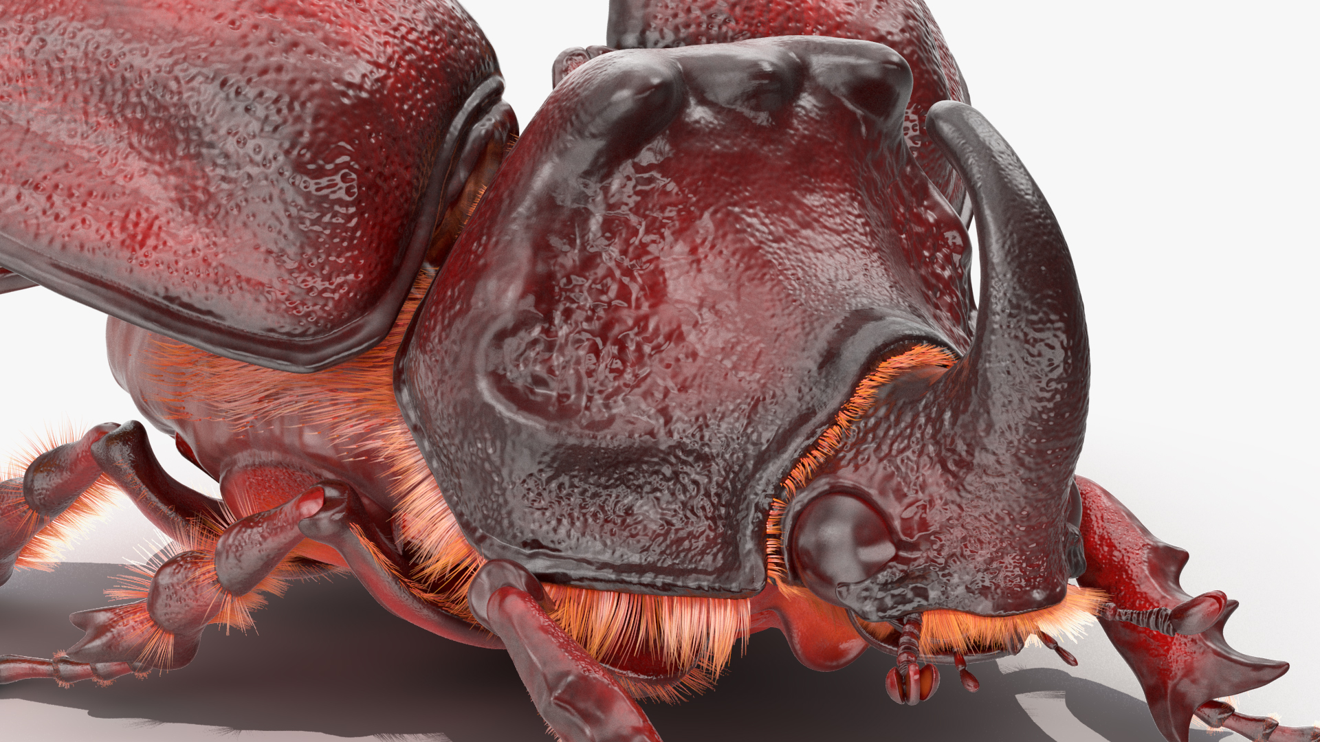 3D model Oryctes Nasicornis Rhinoceros Beetle with Fur