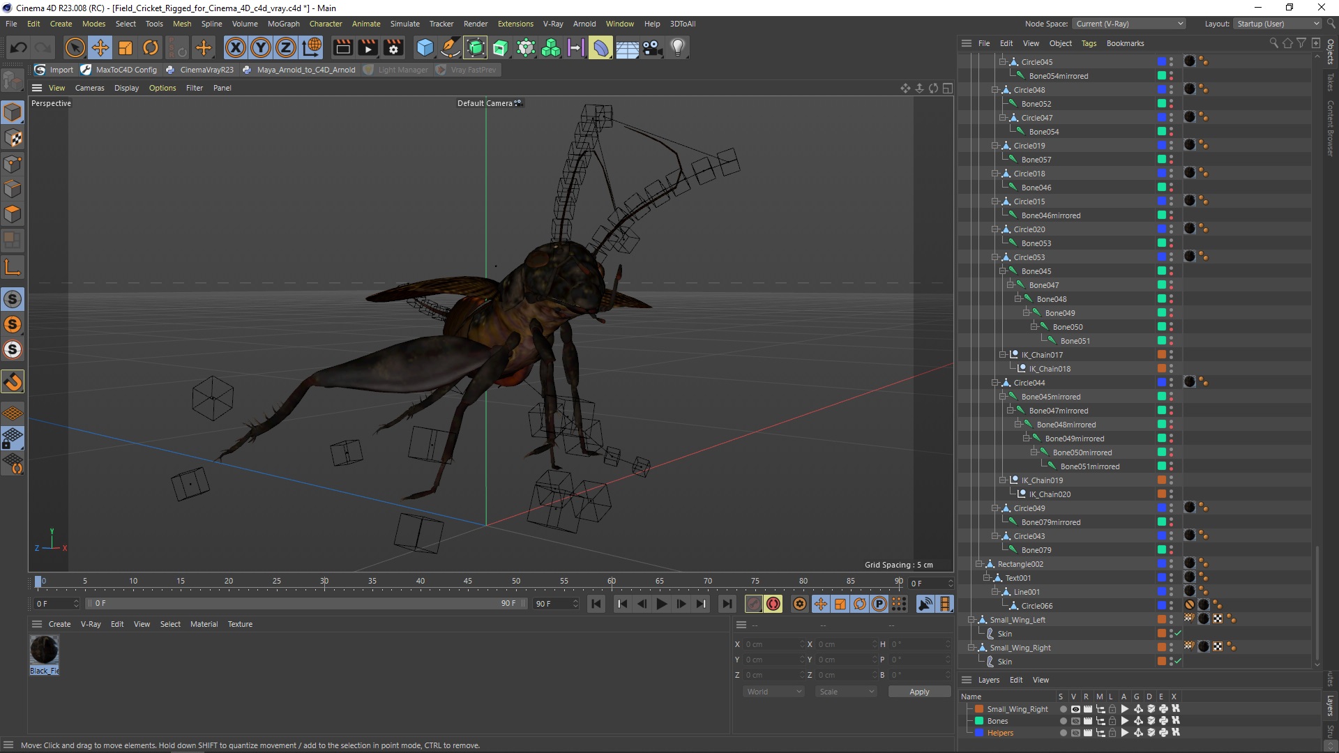 Field Cricket Rigged for Cinema 4D 3D model