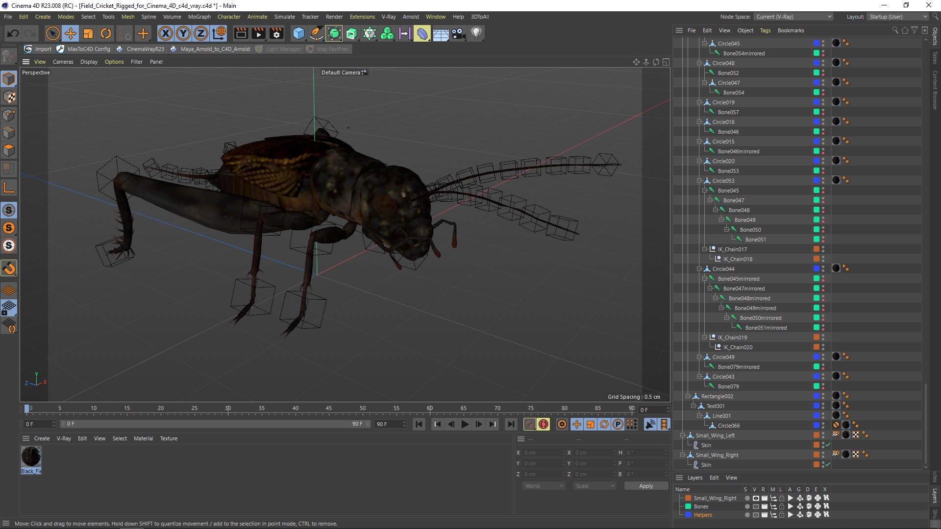 Field Cricket Rigged for Cinema 4D 3D model