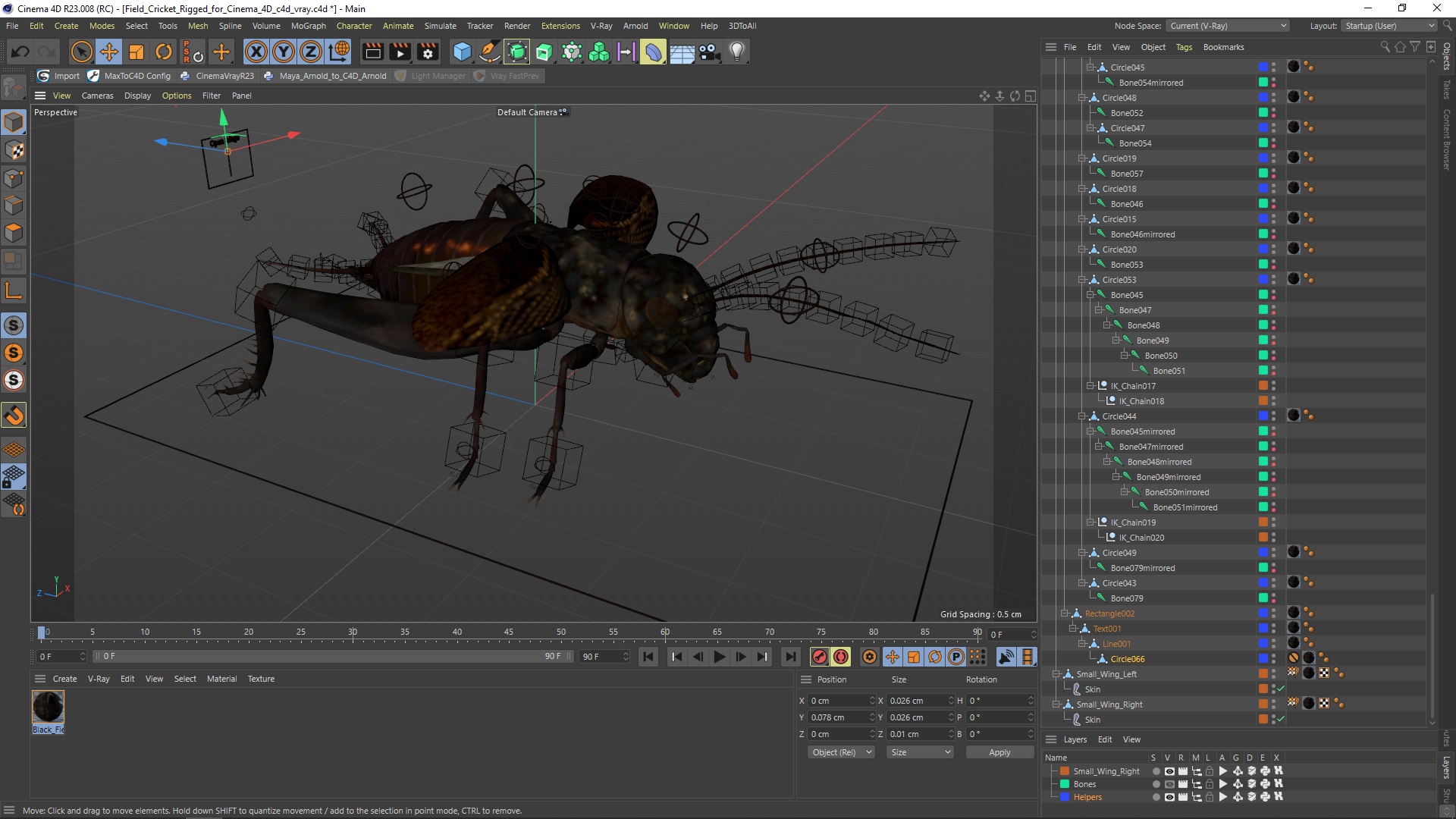Field Cricket Rigged for Cinema 4D 3D model