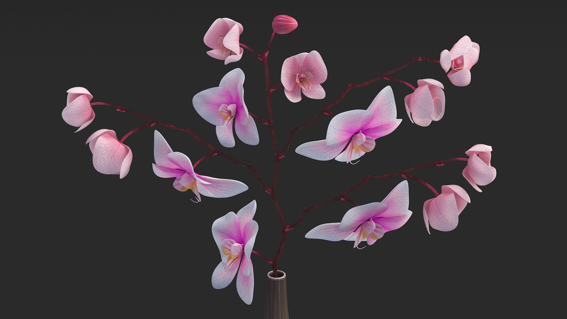 Phalaenopsis Orchid Tall Ceramic Vase 3D