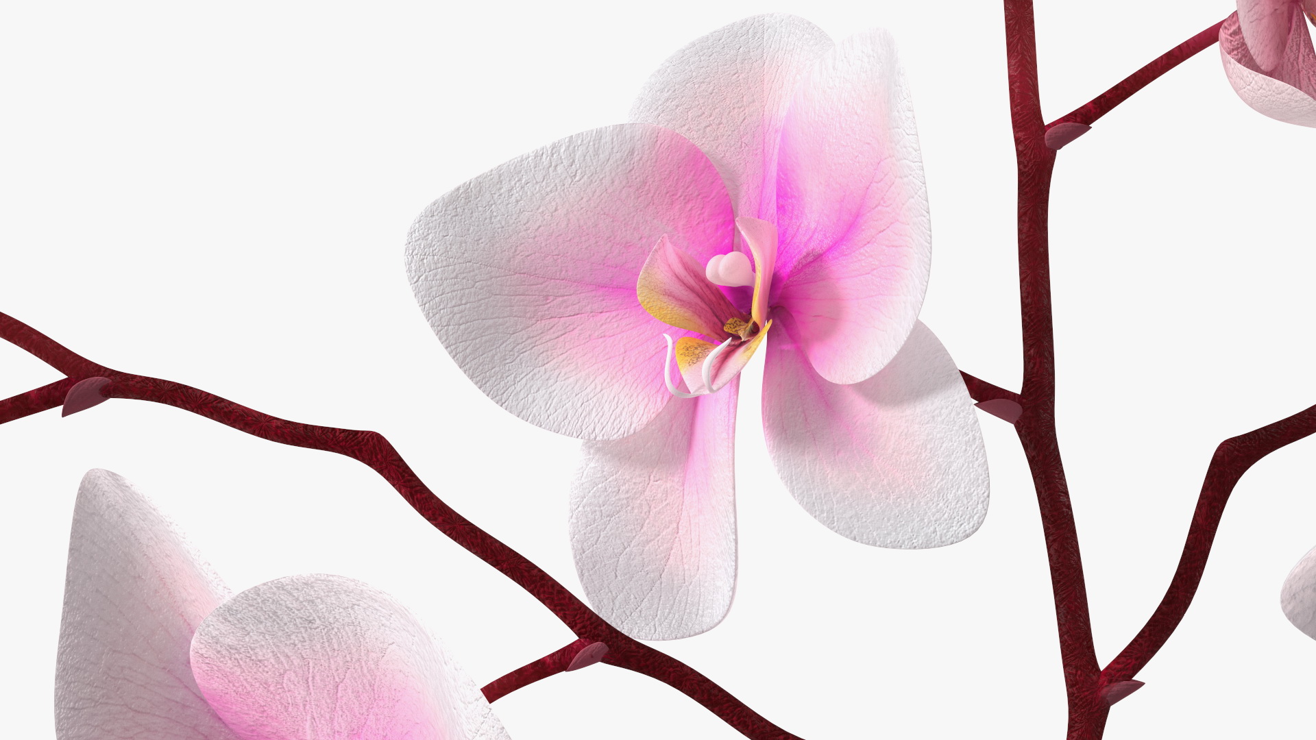 Phalaenopsis Orchid Tall Ceramic Vase 3D