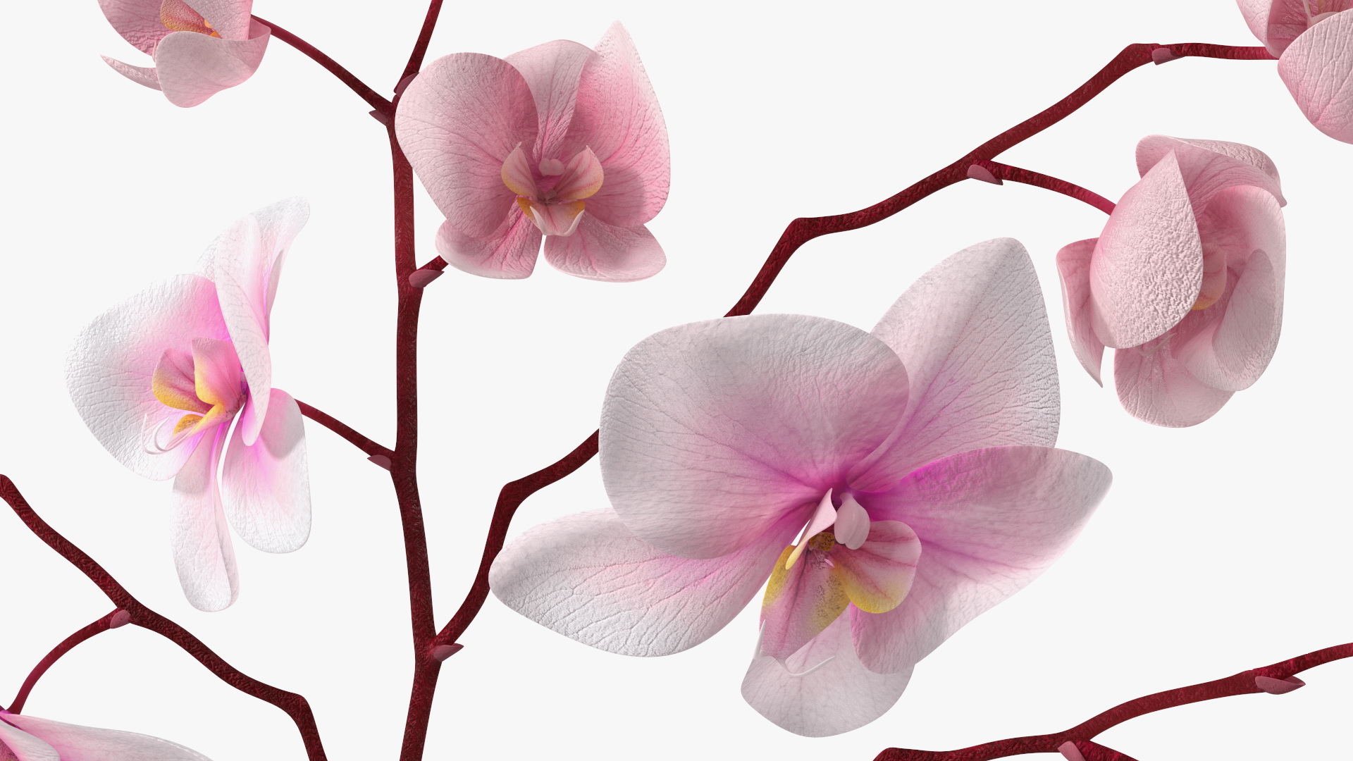 Phalaenopsis Orchid Tall Ceramic Vase 3D