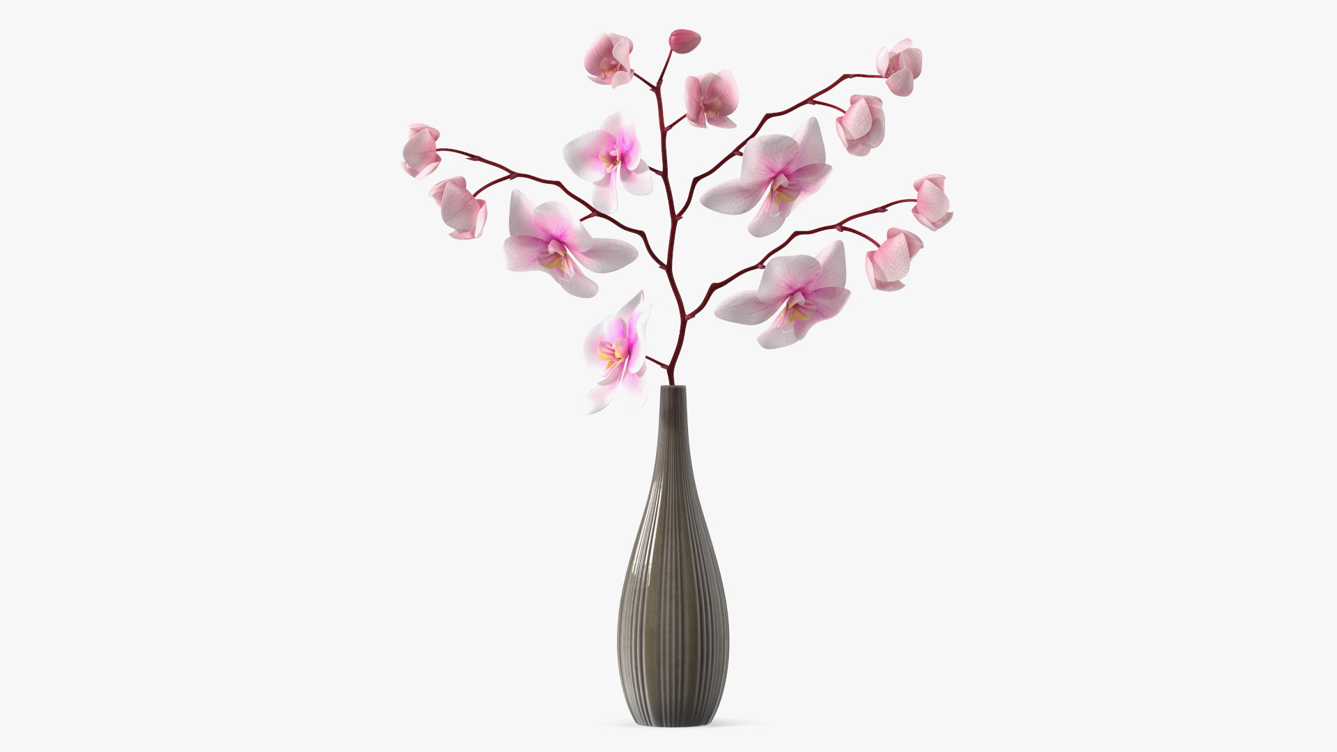 Phalaenopsis Orchid Tall Ceramic Vase 3D