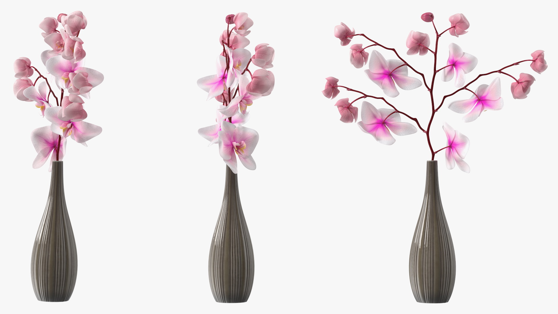 Phalaenopsis Orchid Tall Ceramic Vase 3D