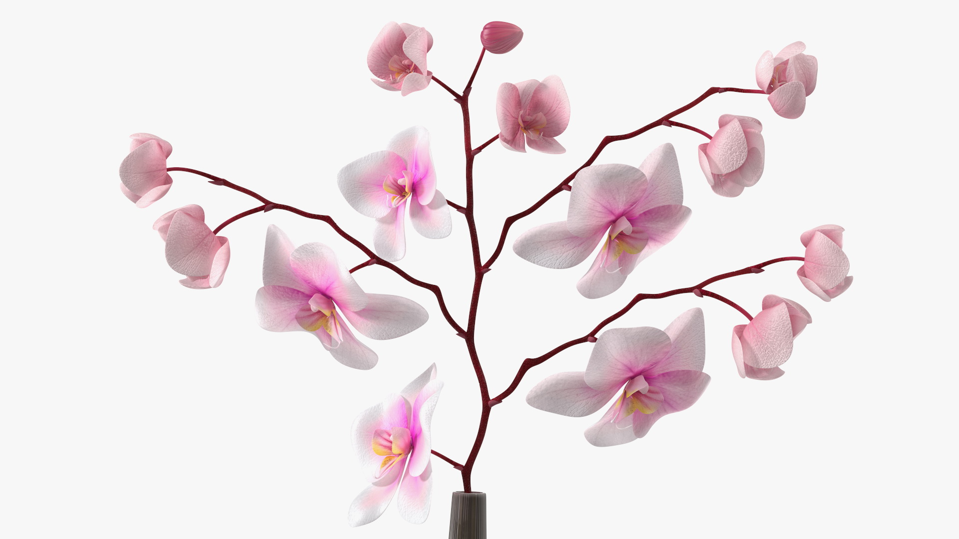 Phalaenopsis Orchid Tall Ceramic Vase 3D