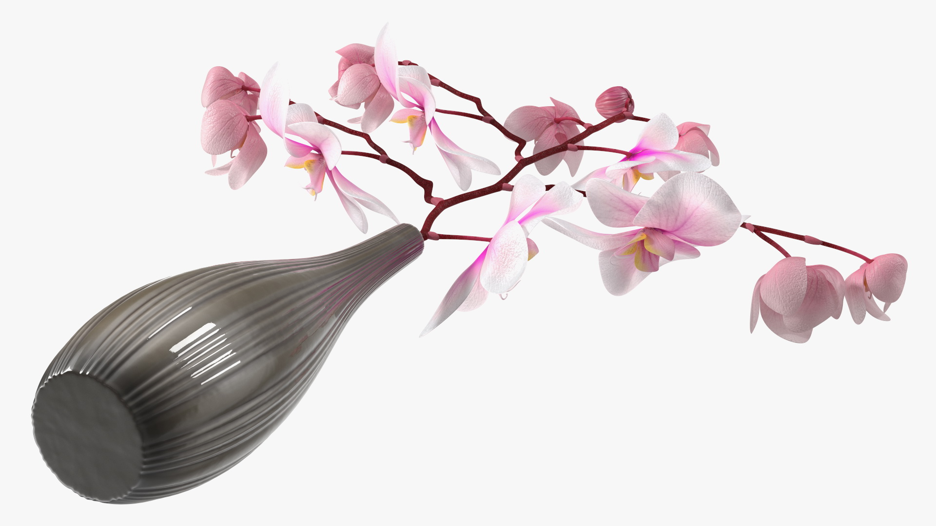 Phalaenopsis Orchid Tall Ceramic Vase 3D