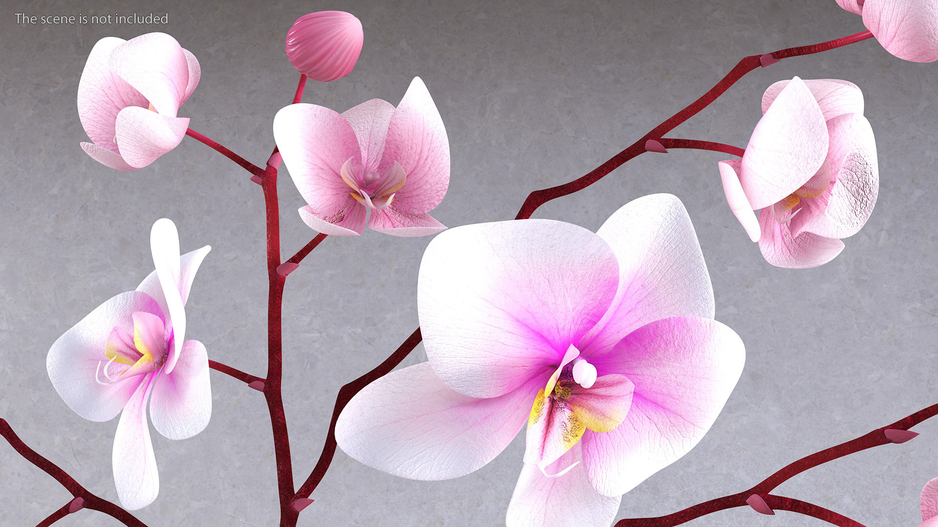 Phalaenopsis Orchid Tall Ceramic Vase 3D