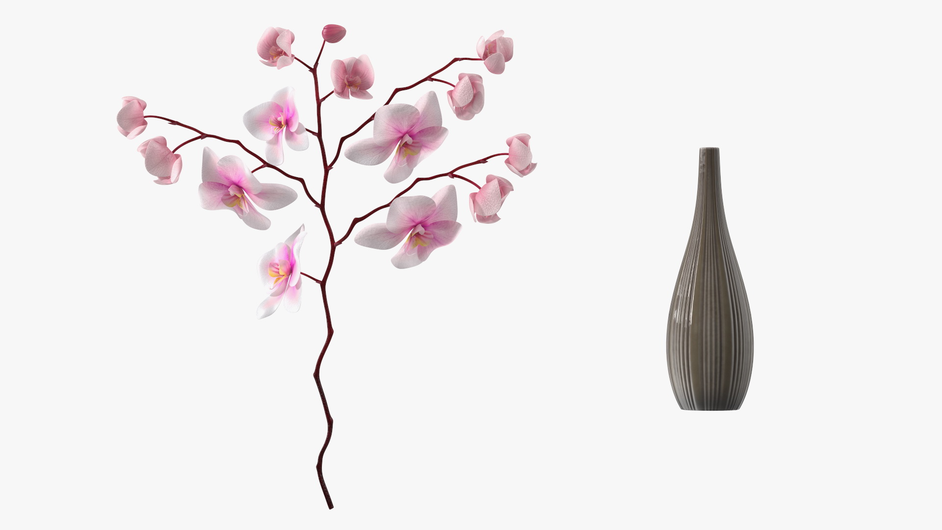 Phalaenopsis Orchid Tall Ceramic Vase 3D