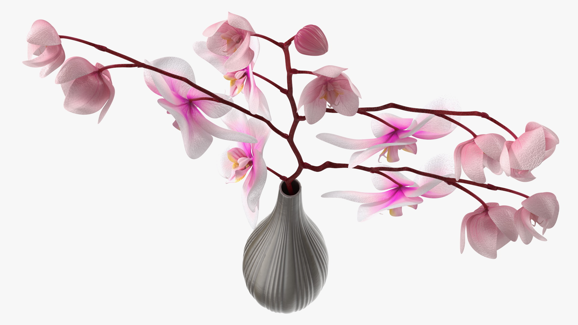 Phalaenopsis Orchid Tall Ceramic Vase 3D
