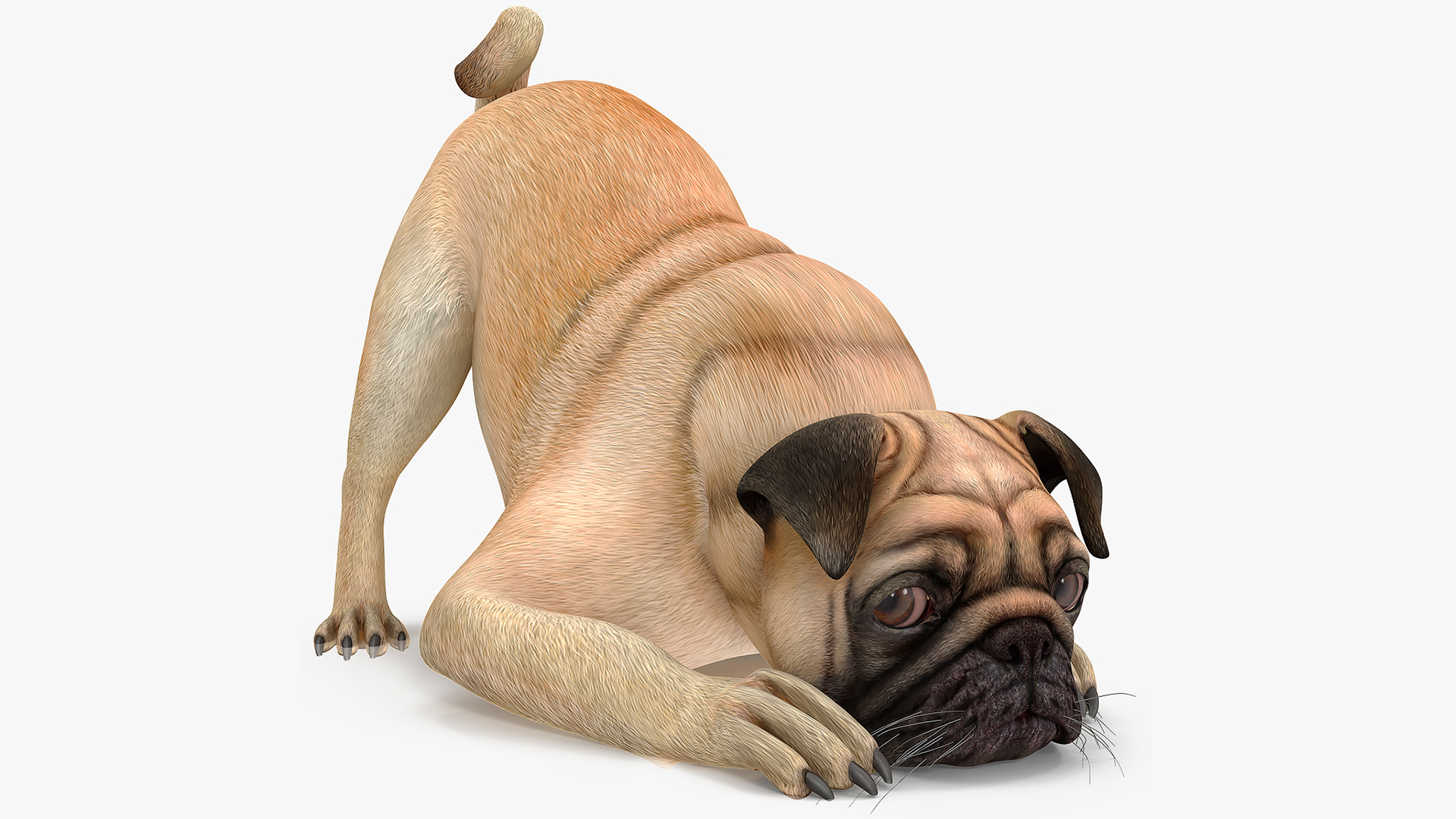 Pug Dog Rigged 3D model