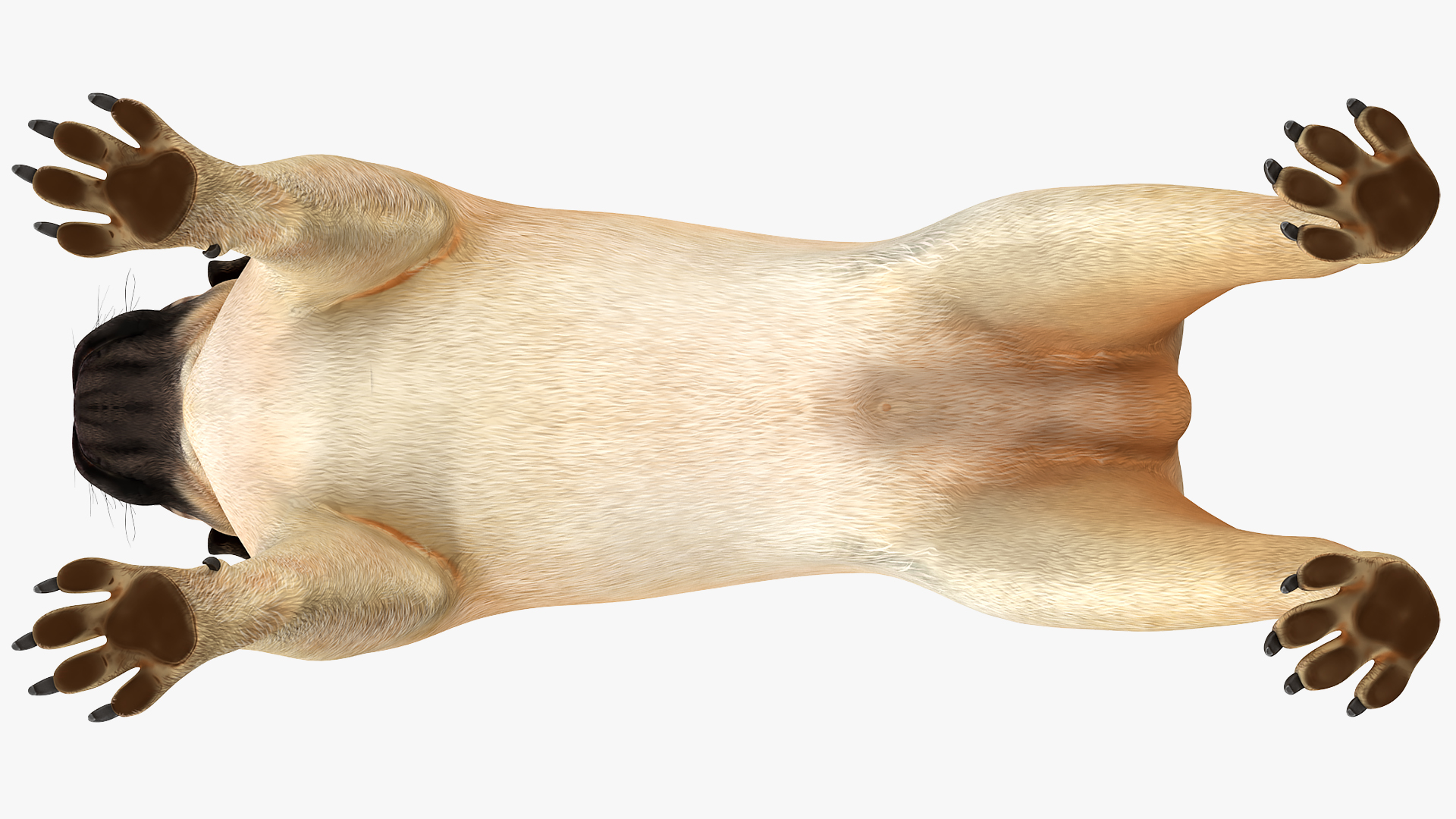 Pug Dog Rigged 3D model