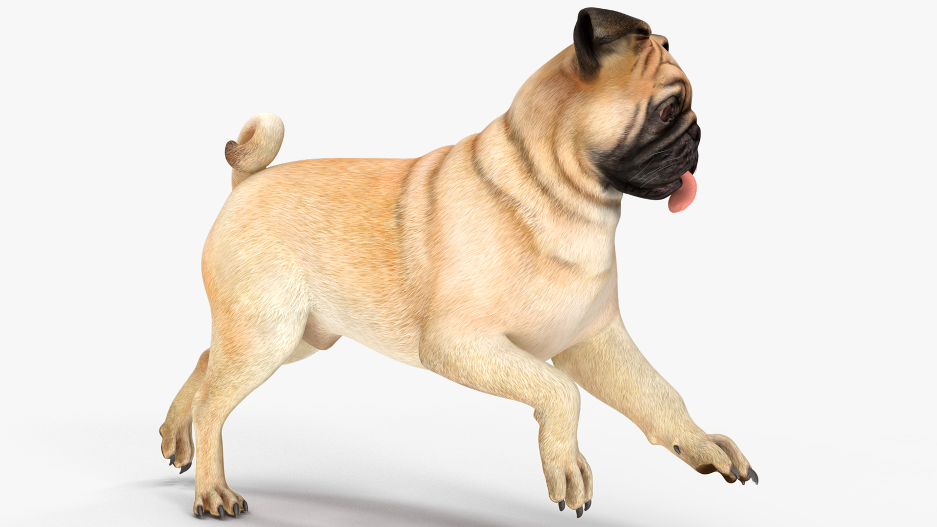 Pug Dog Rigged 3D model
