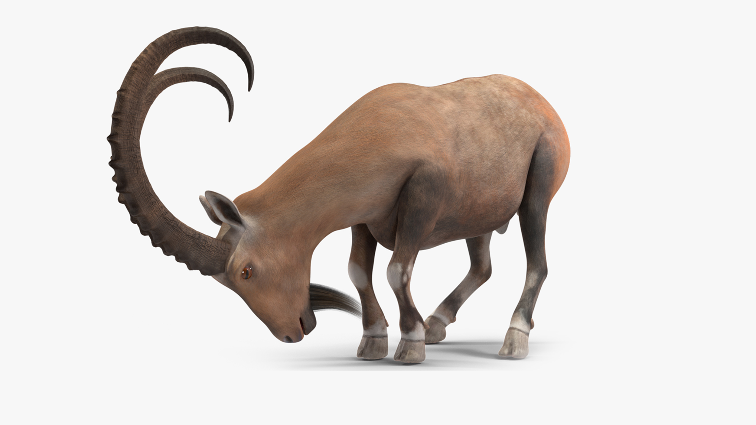 Alpine Ibex Rigged for Cinema 4D 3D