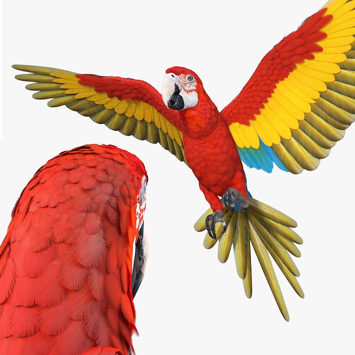 Red and Green Macaw Rigged