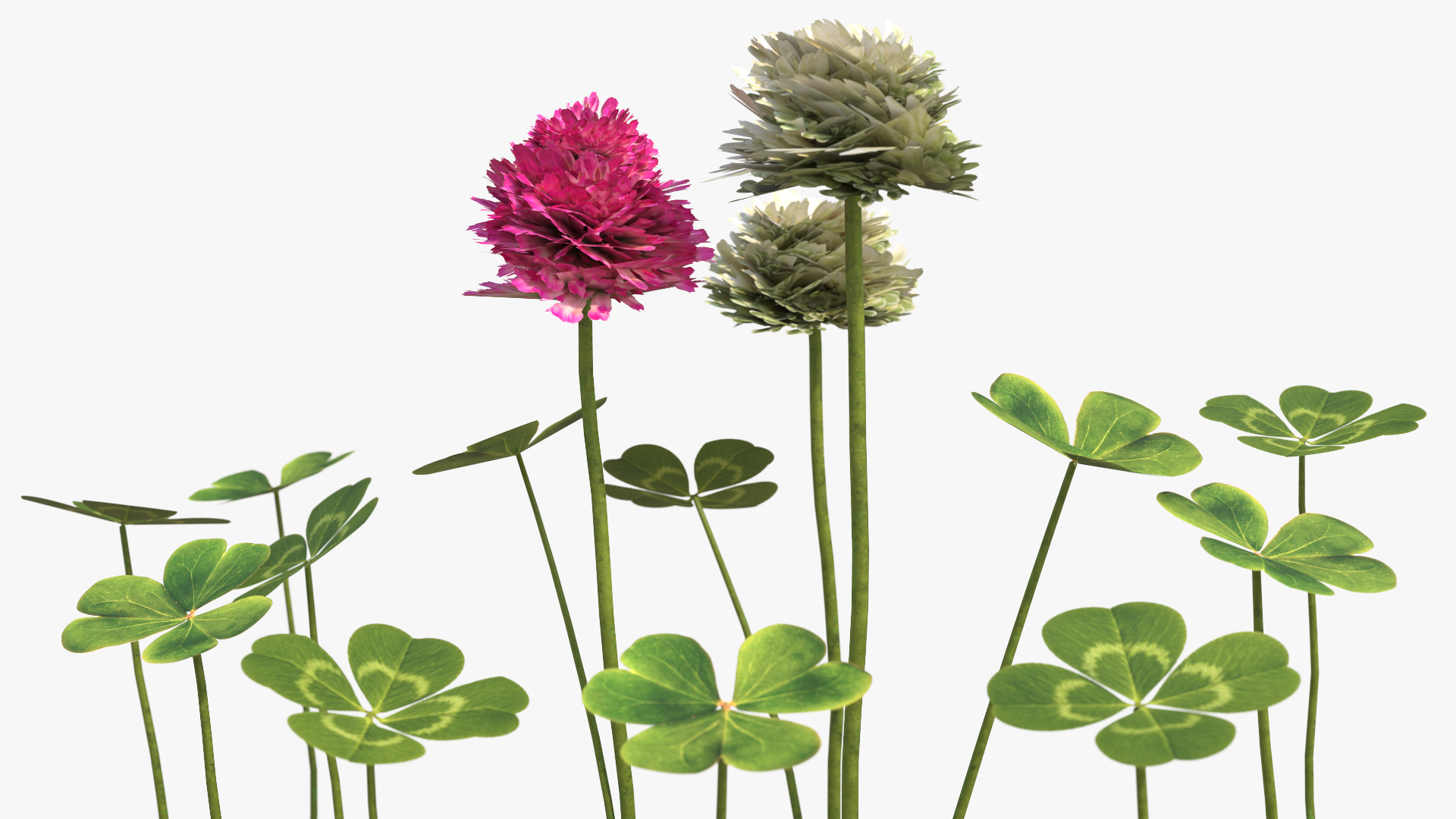 Low Poly Clover Flowers and Leaves Set Green