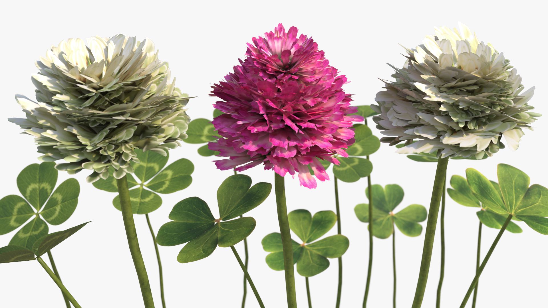 Low Poly Clover Flowers and Leaves Set Green, view 4