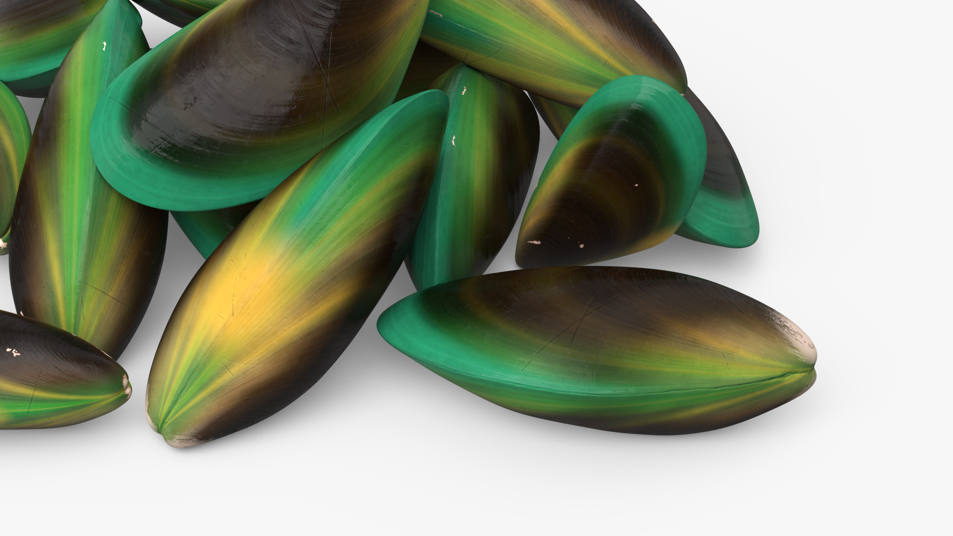 3D Pile of Green Lipped Clams