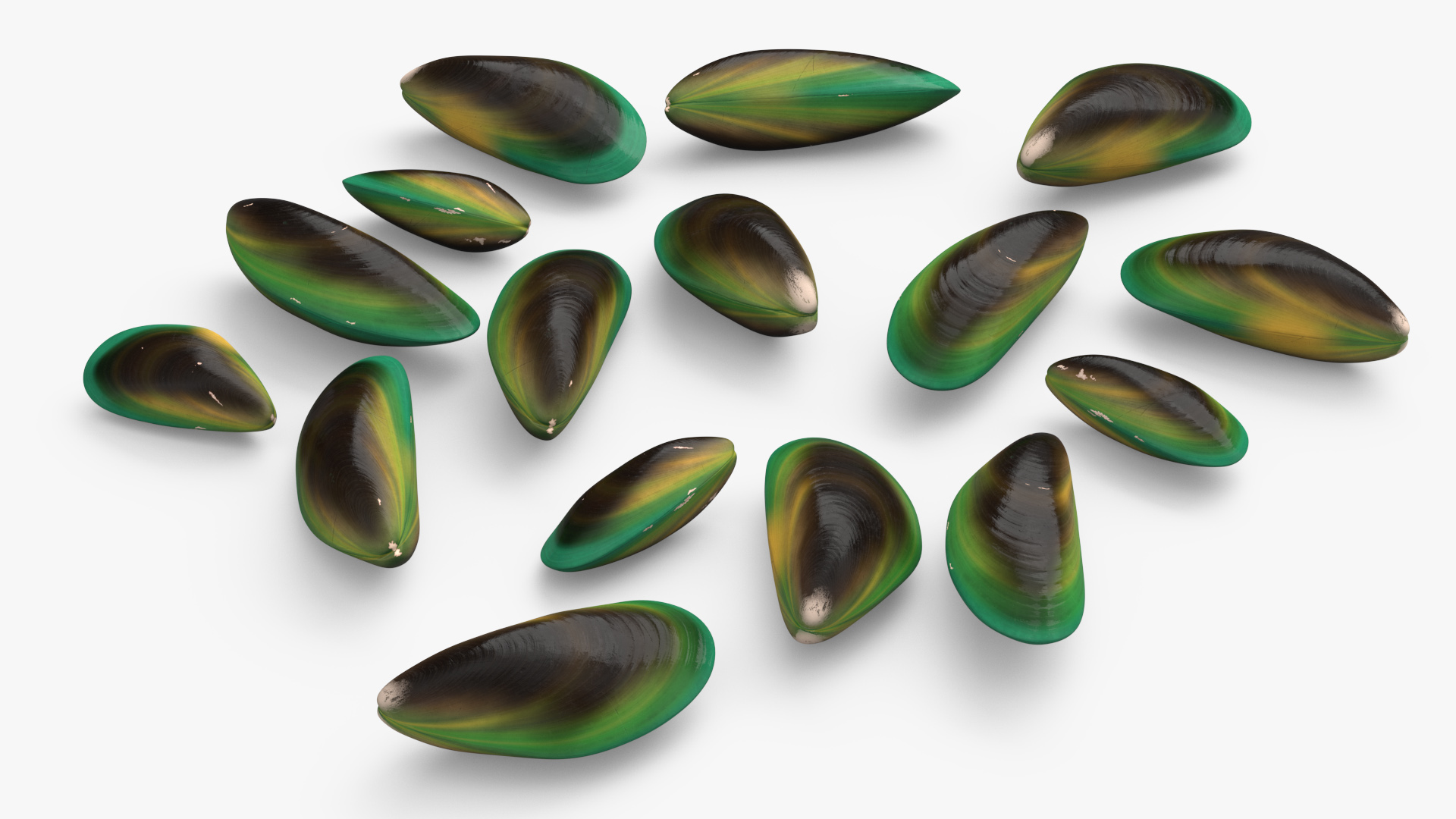 3D Pile of Green Lipped Clams