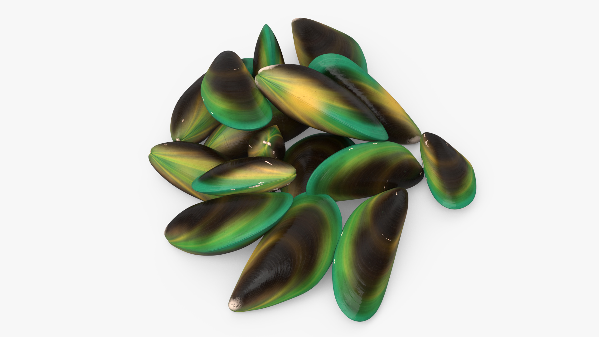 3D Pile of Green Lipped Clams