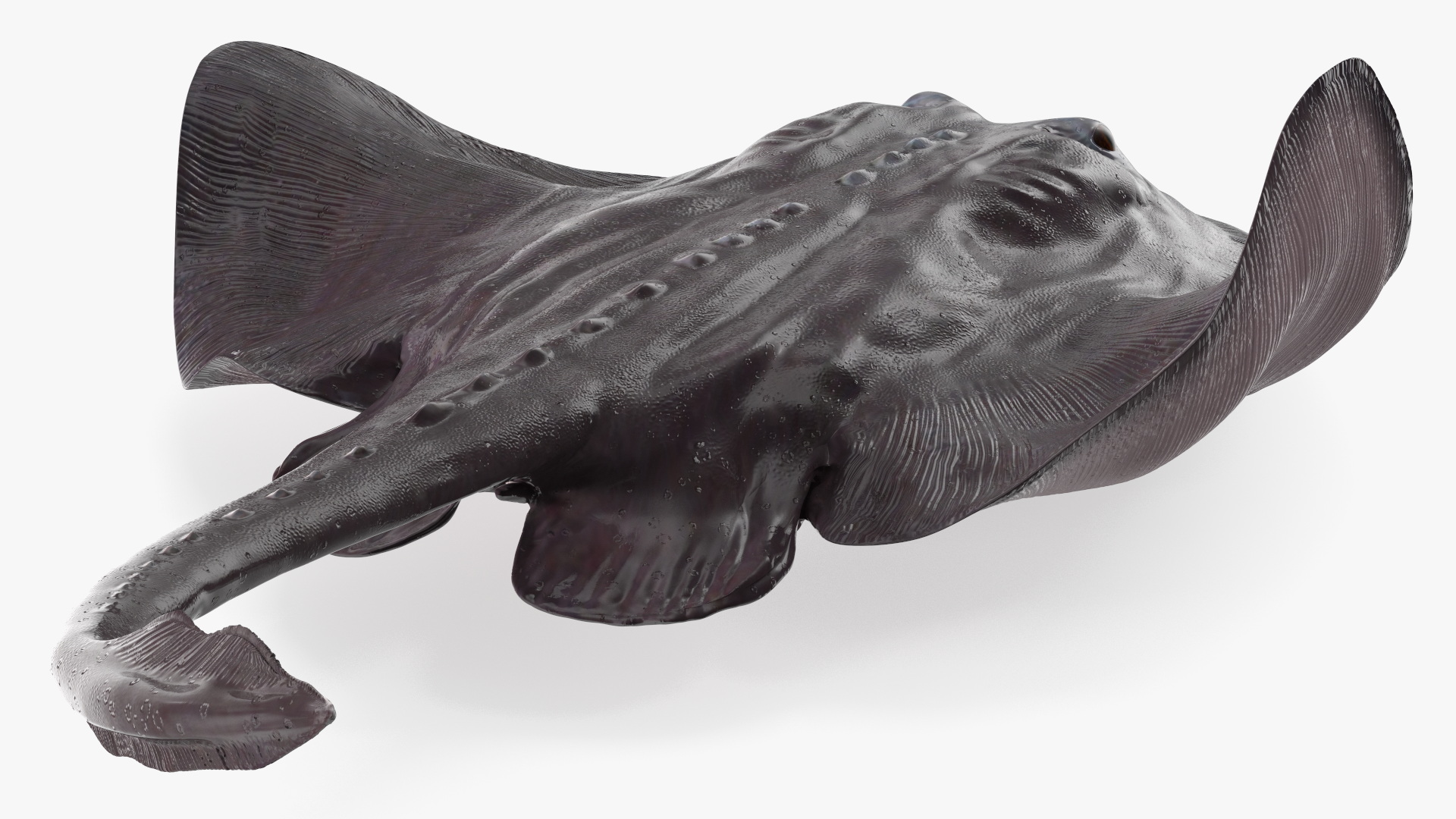 3D Bathyraja Lindbergi Gray Rigged