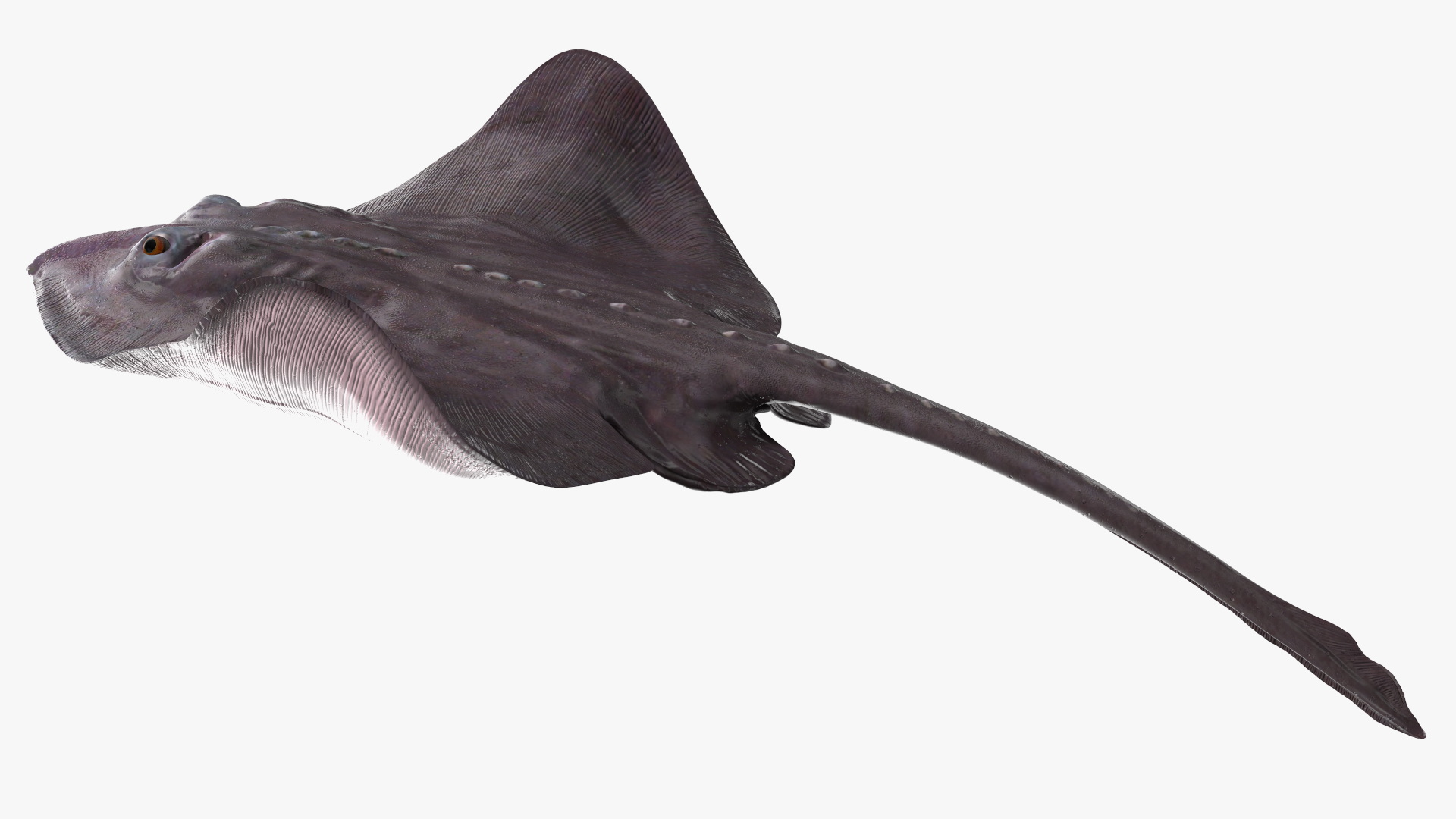 3D Bathyraja Lindbergi Gray Rigged