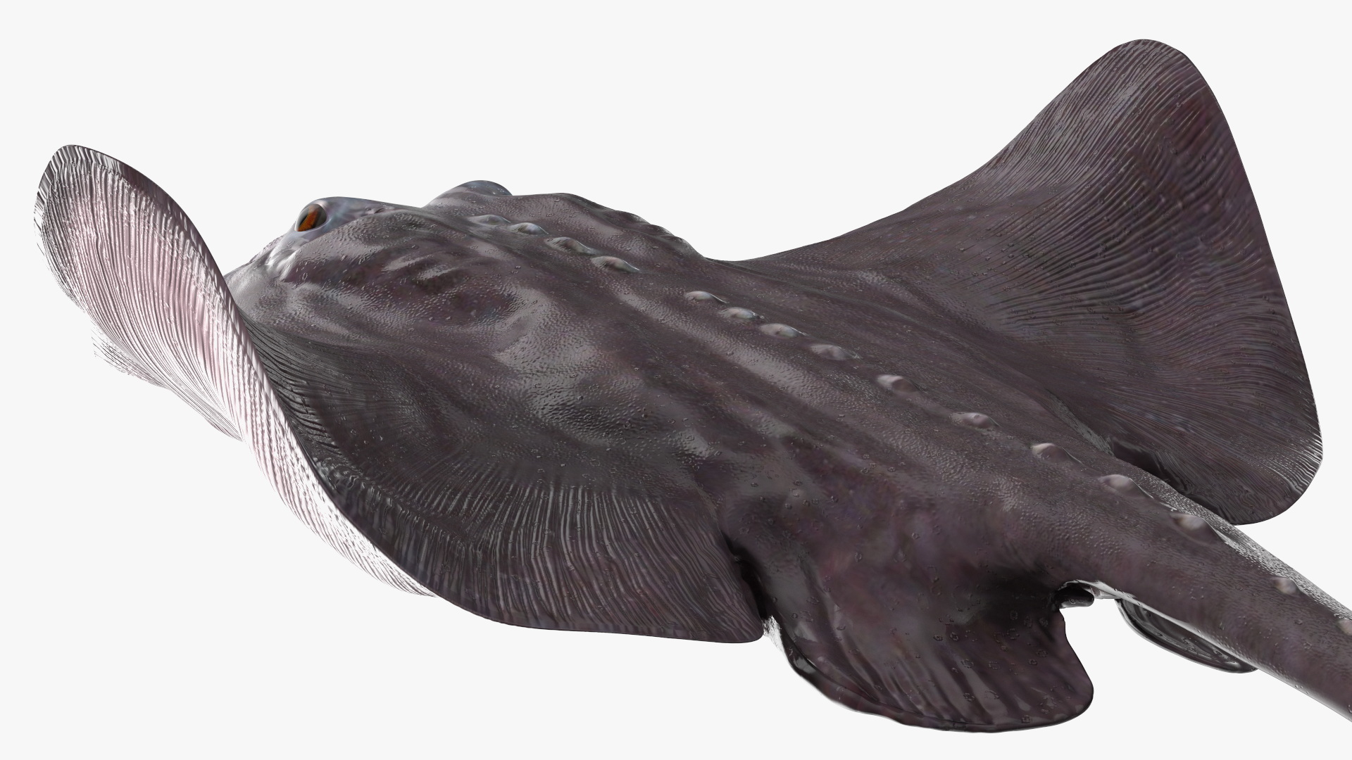 3D Bathyraja Lindbergi Gray Rigged