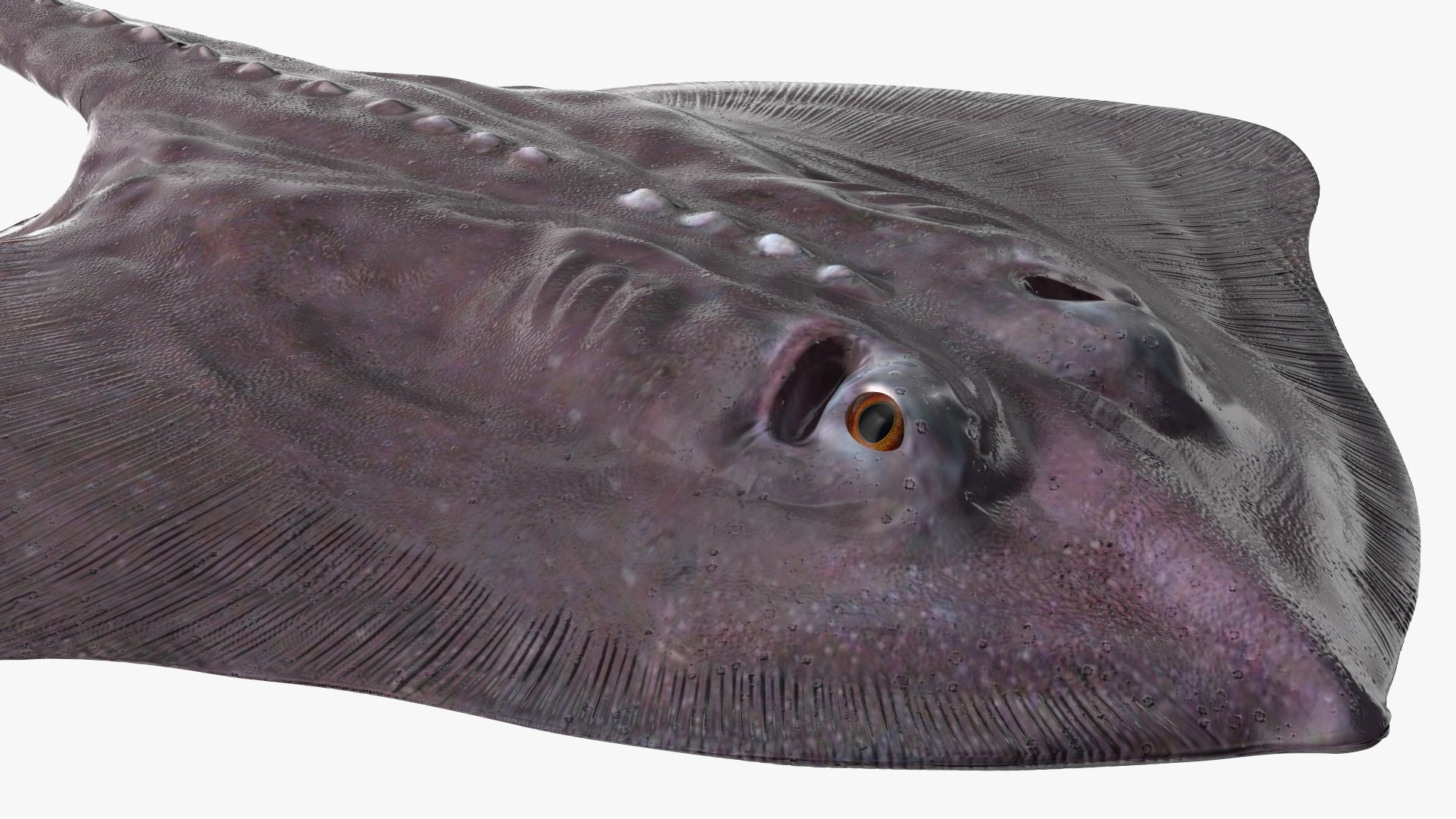 3D Bathyraja Lindbergi Gray Rigged