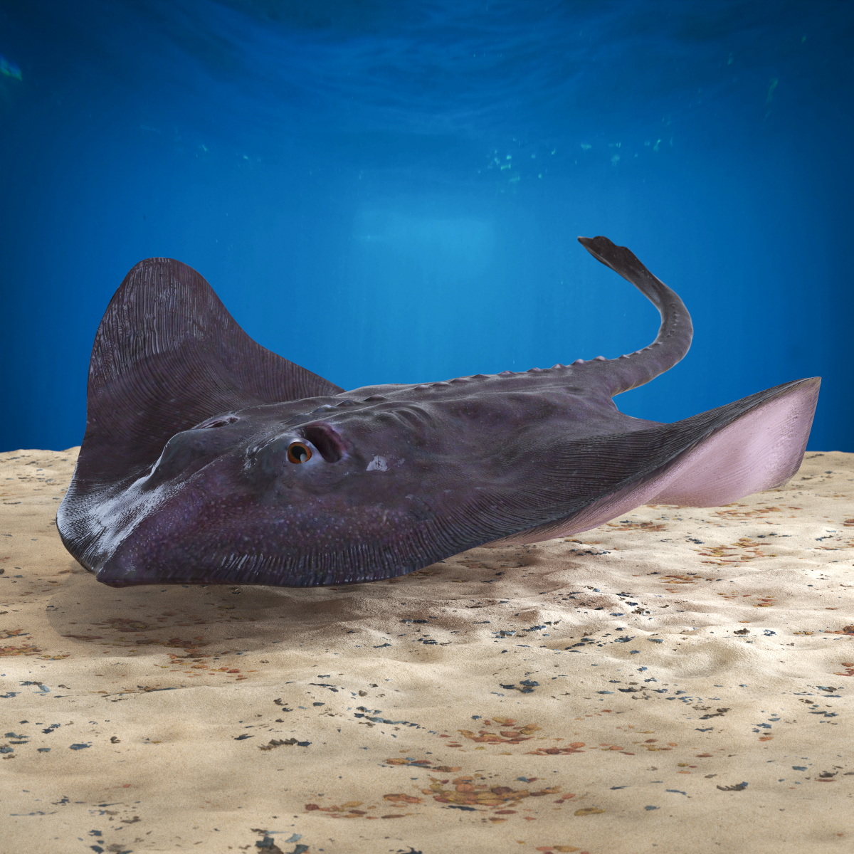 3D Bathyraja Lindbergi Gray Rigged