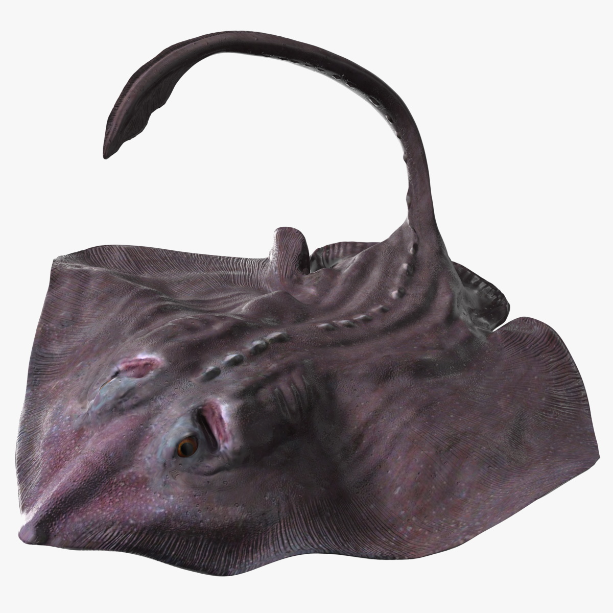 3D Bathyraja Lindbergi Gray Rigged