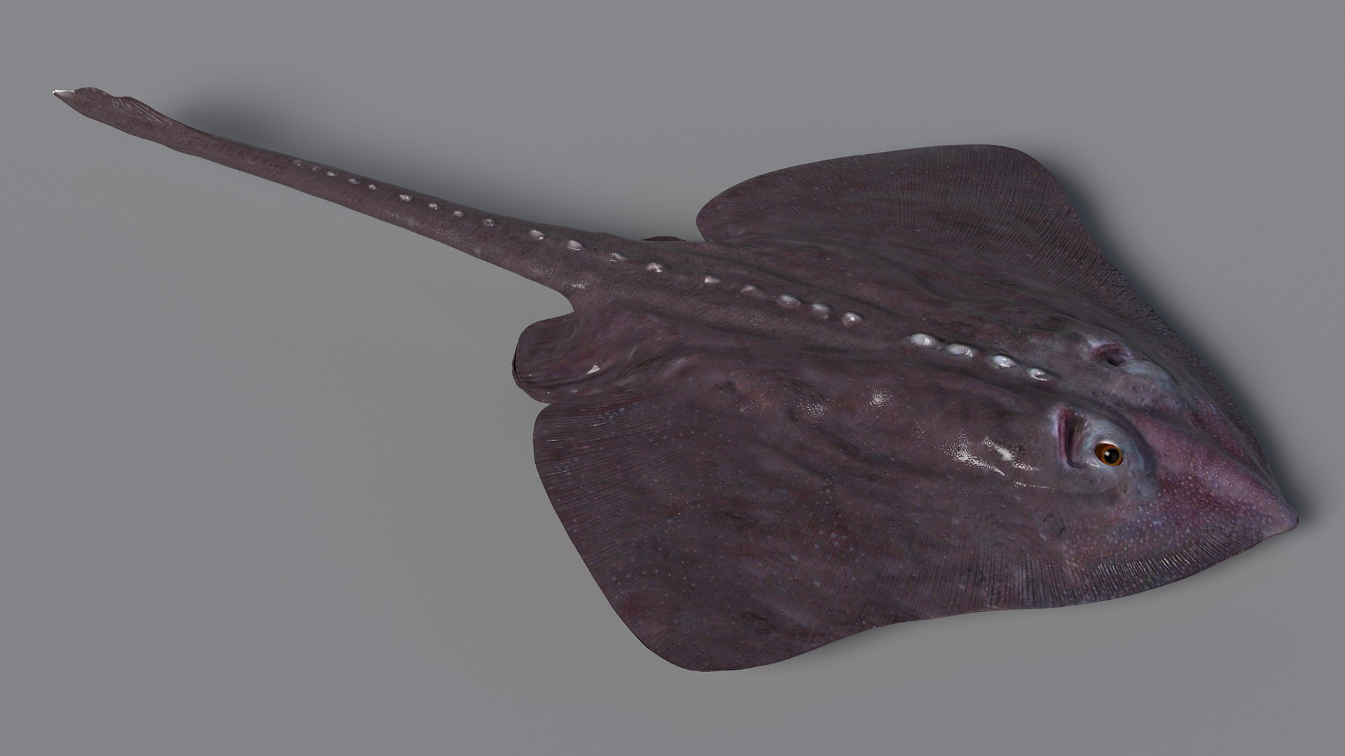 3D Bathyraja Lindbergi Gray Rigged